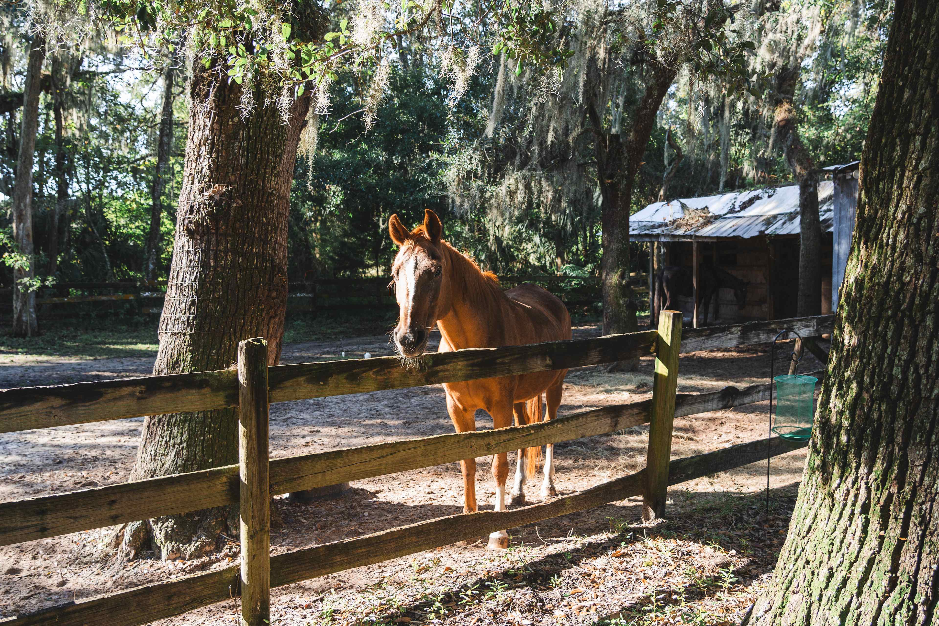 Wooded areas in a horse pasture
