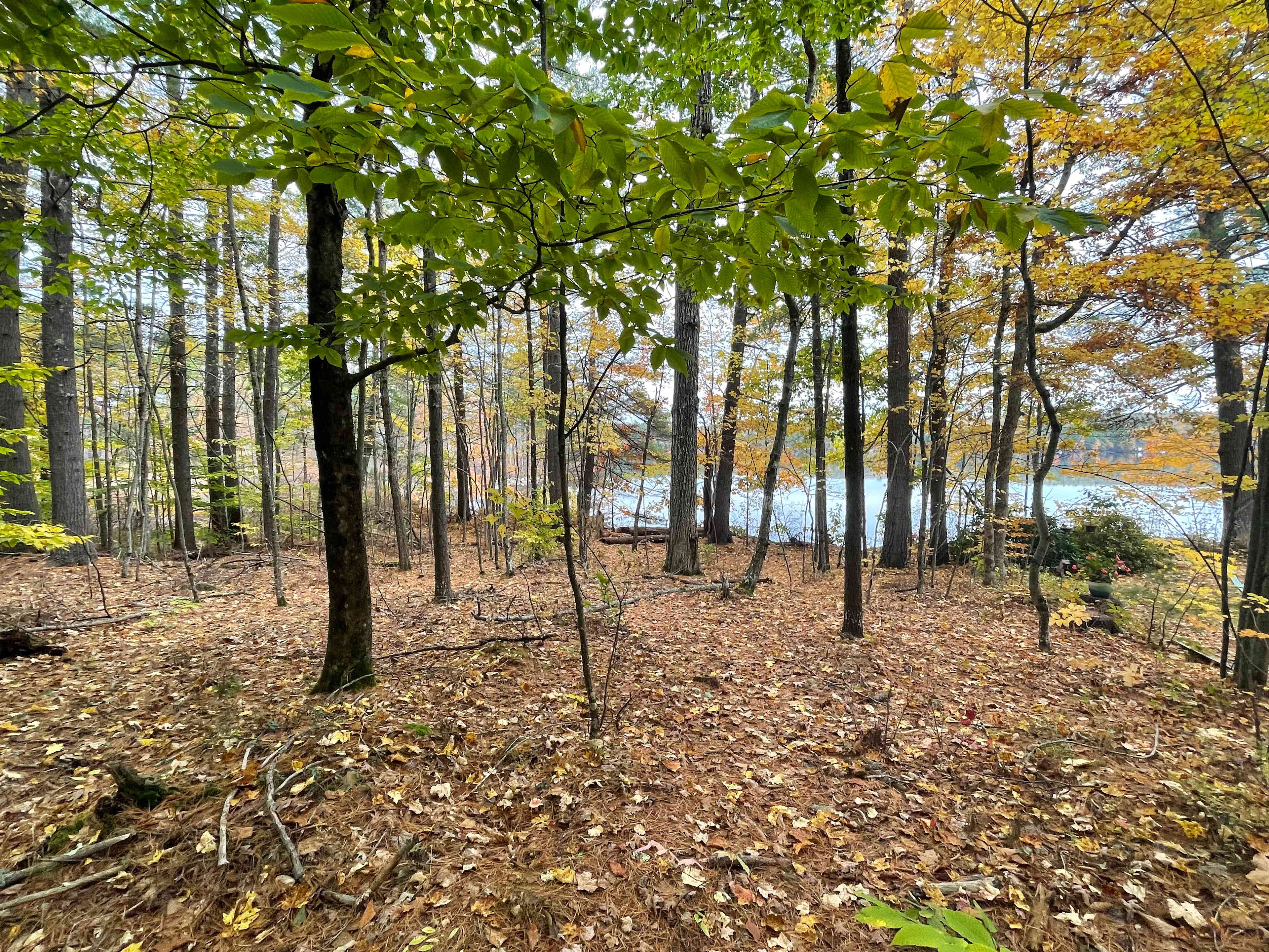 One of several private hiking trails just past your campsite.  This particular trail tracks the shoreline along Thomas Pond.