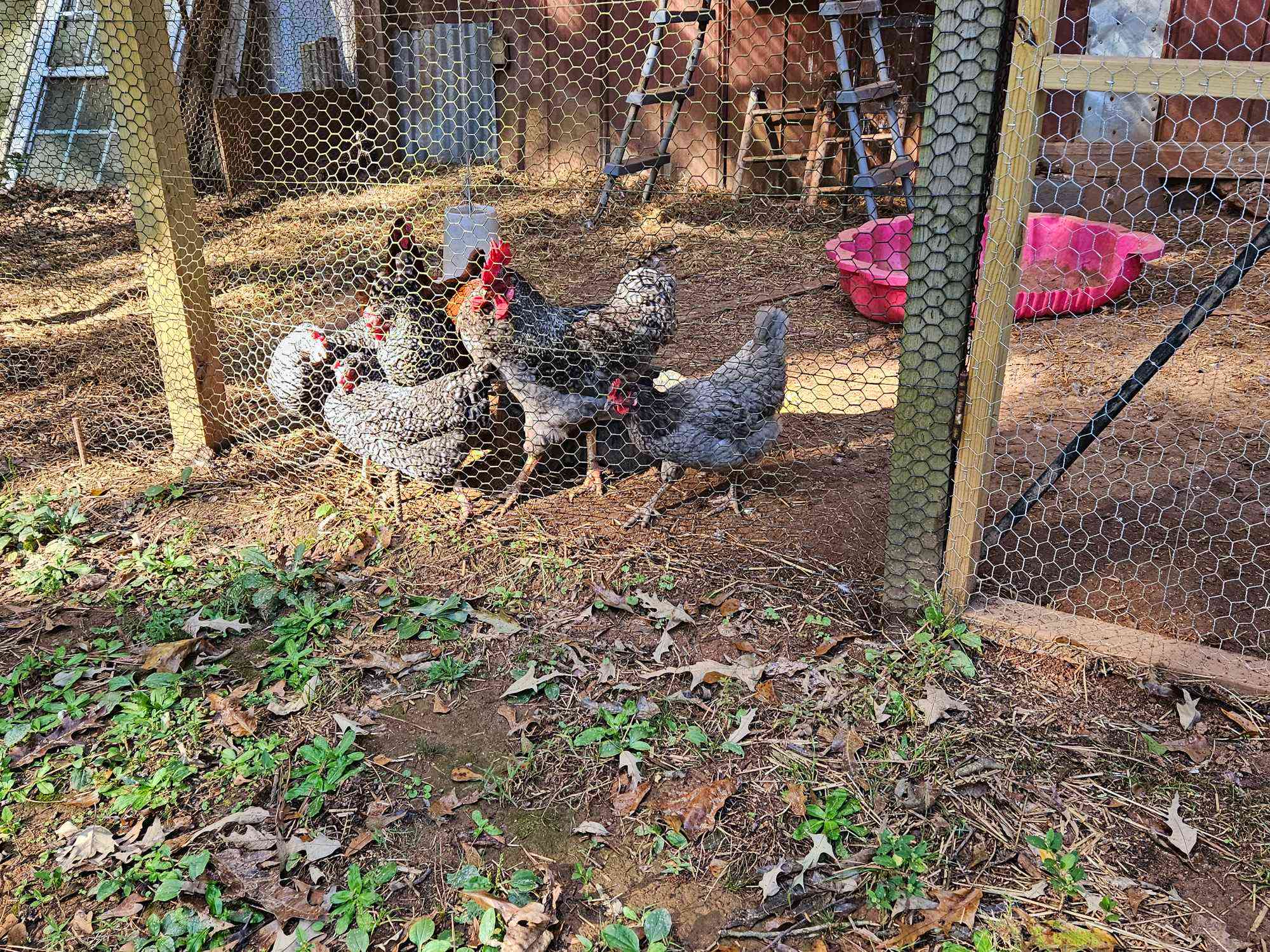 Aquino acres