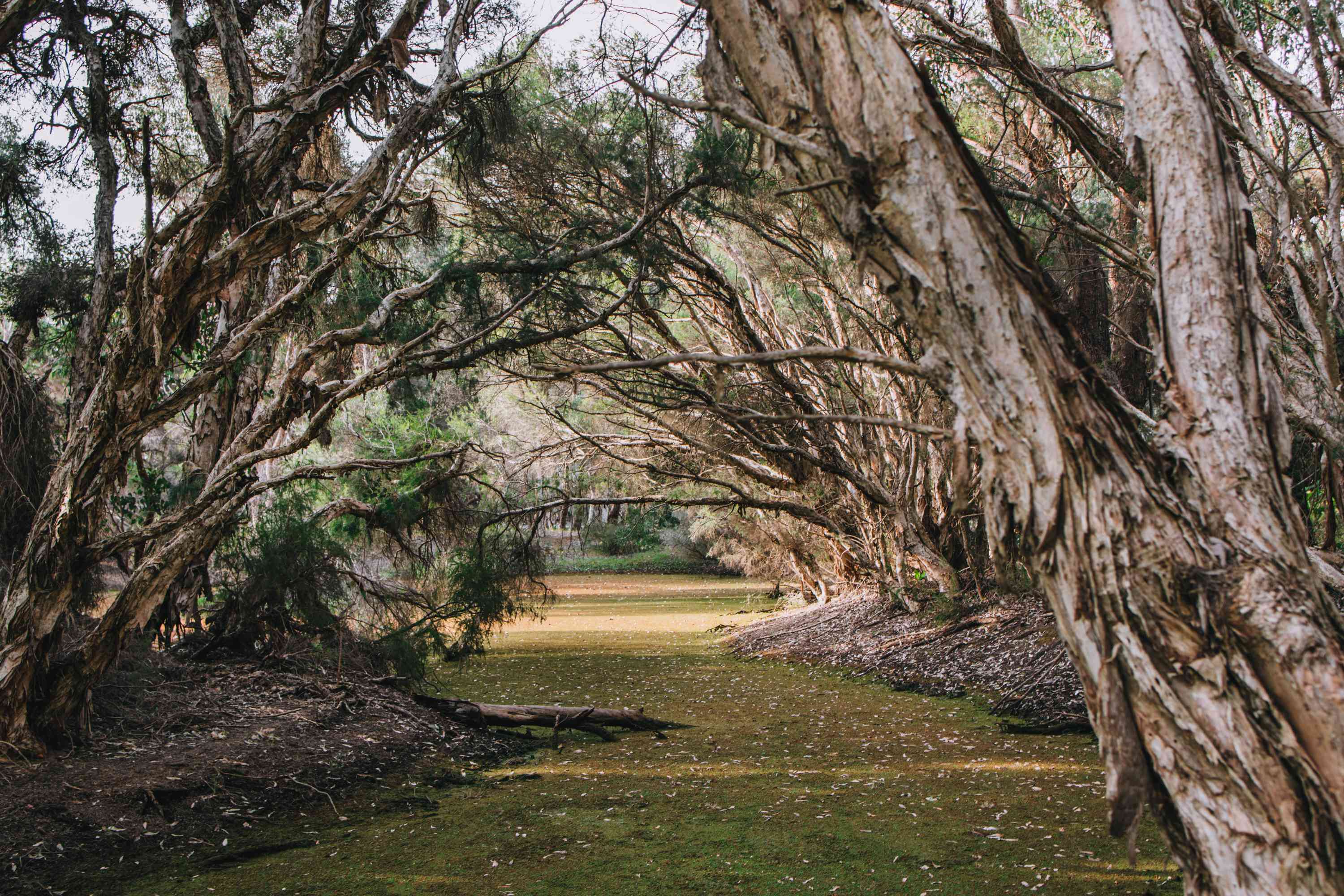 Paperback trees on the dam