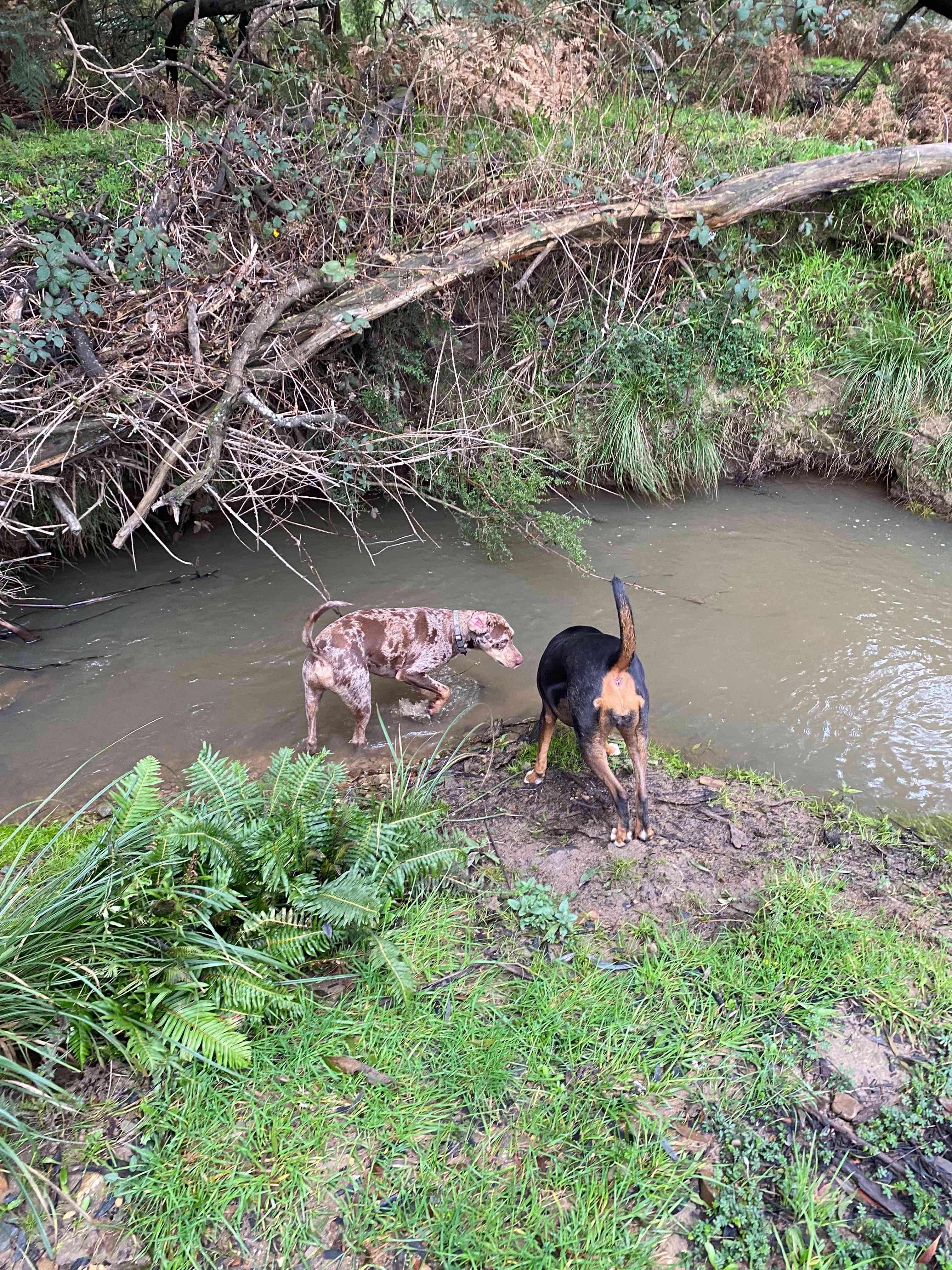 Rivers Run