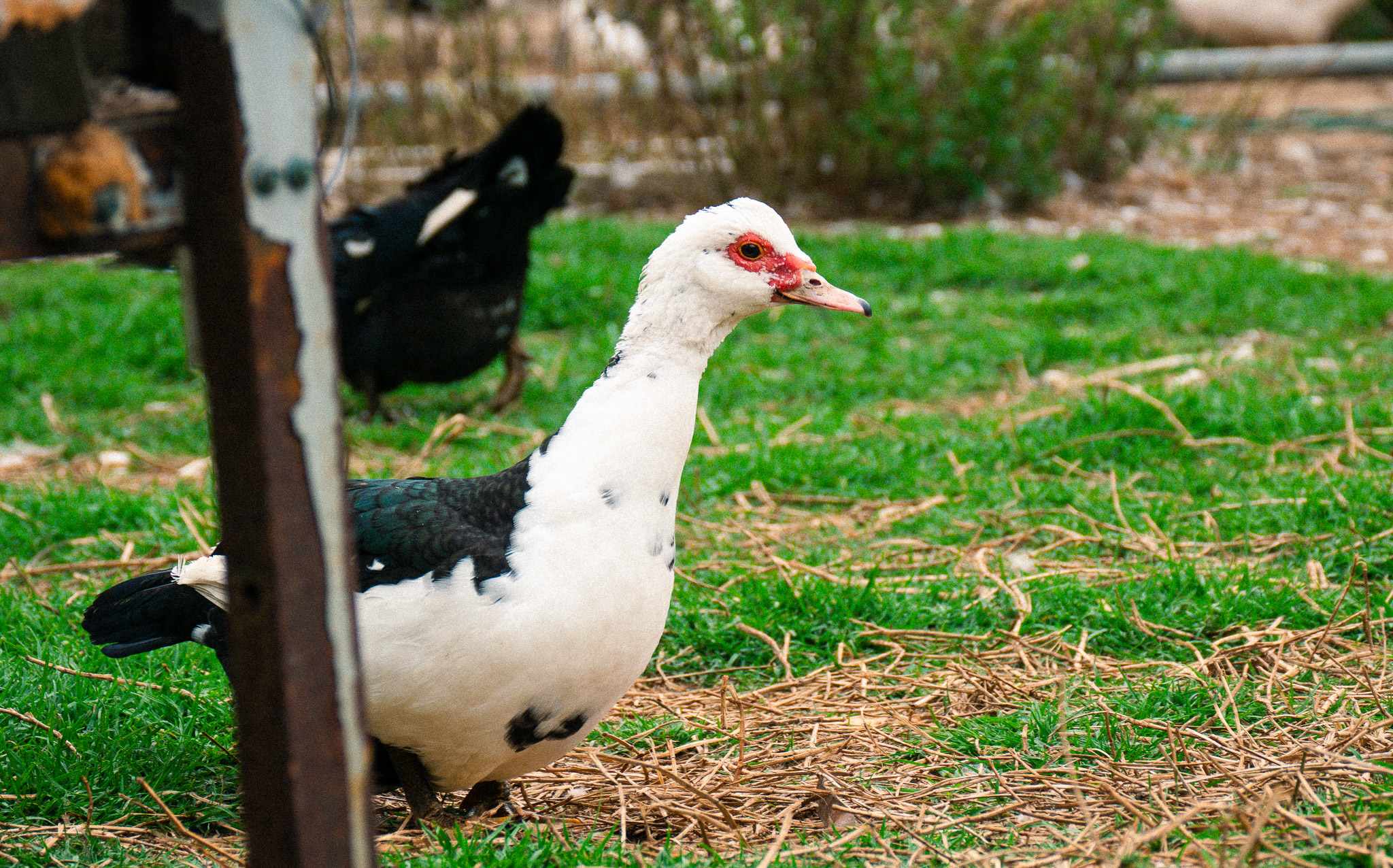 Meet the friendly ducks!
