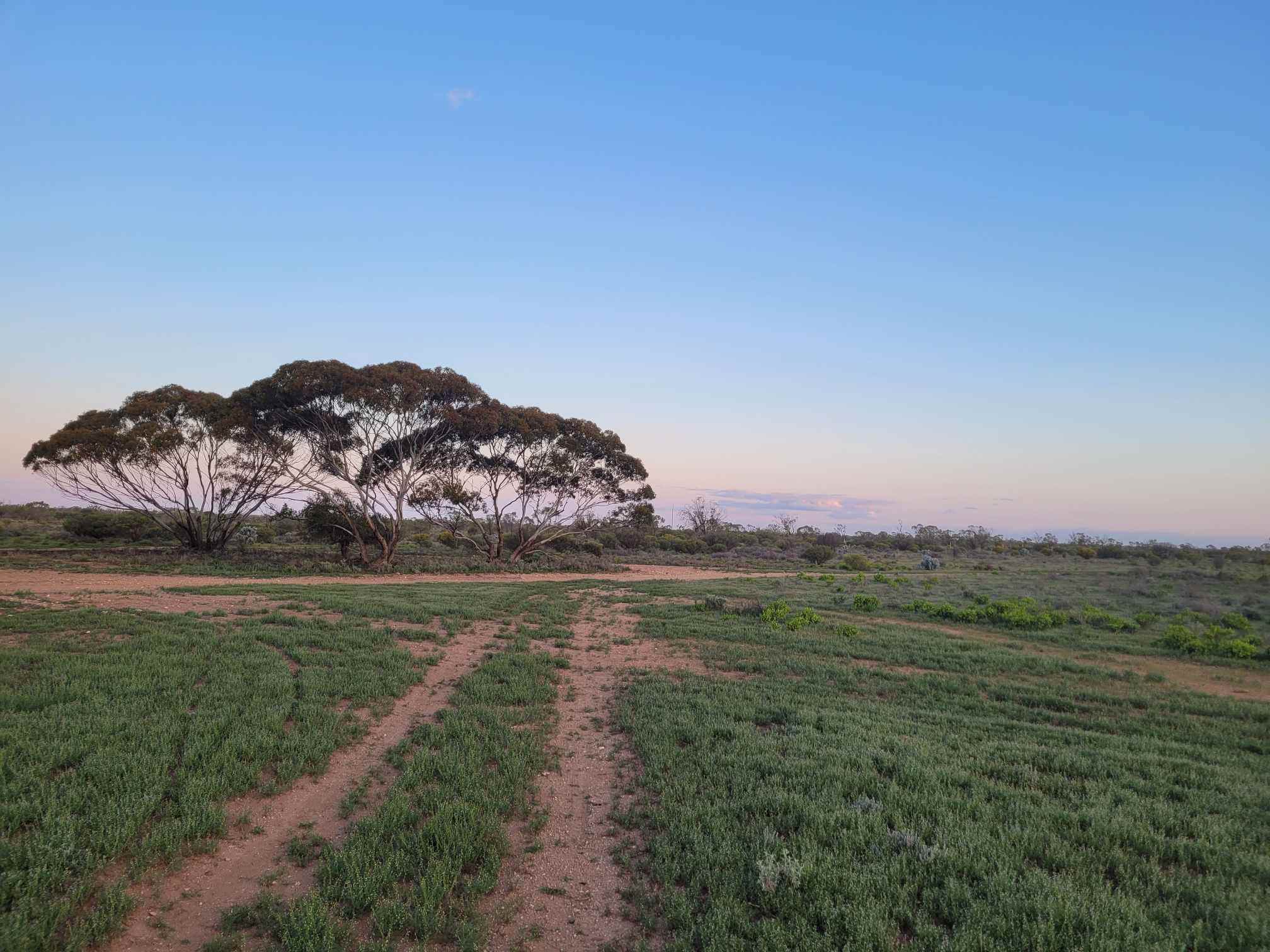 Mirrabooka @ Blanchetown