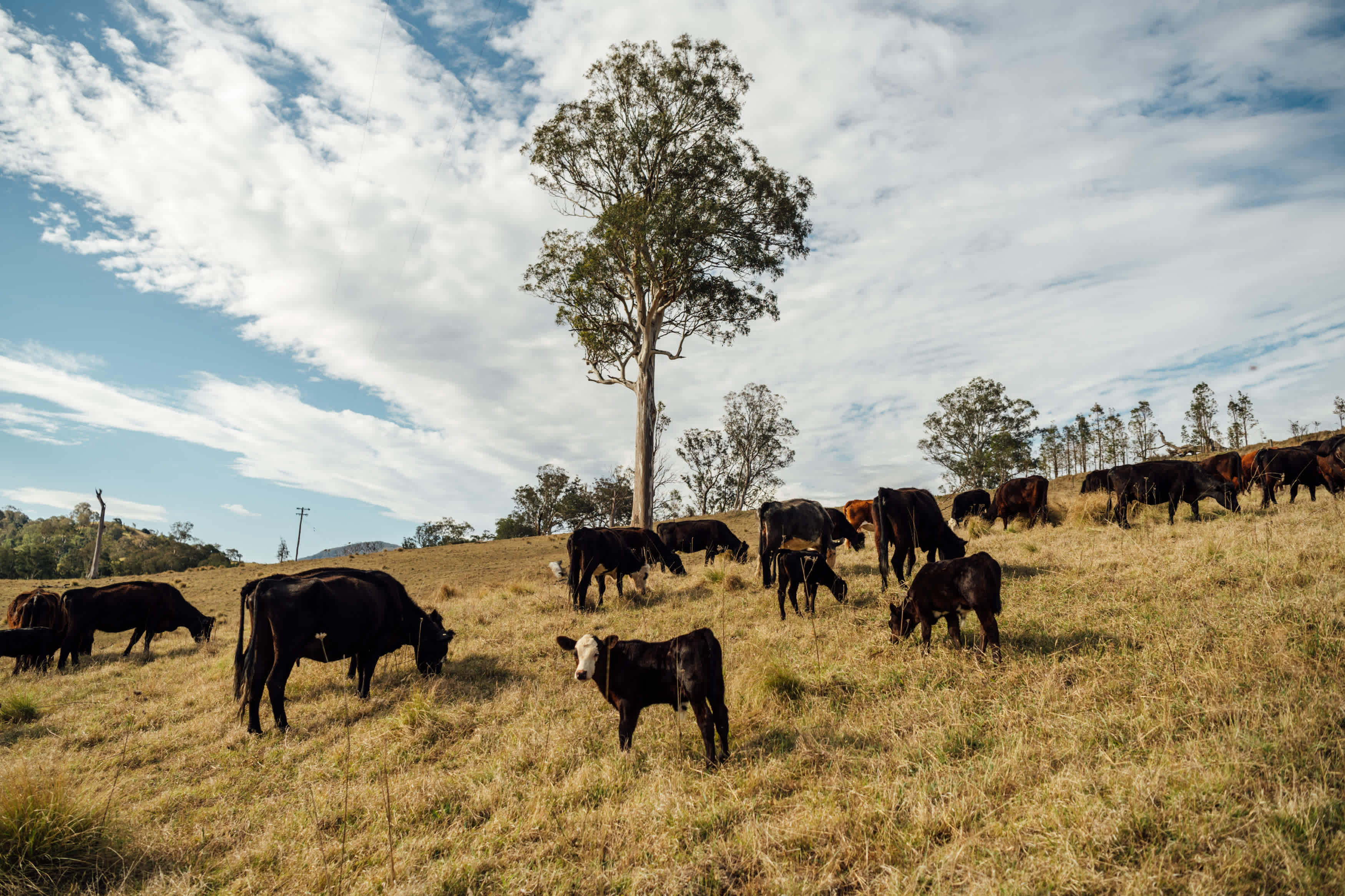The sweetest baby cows!