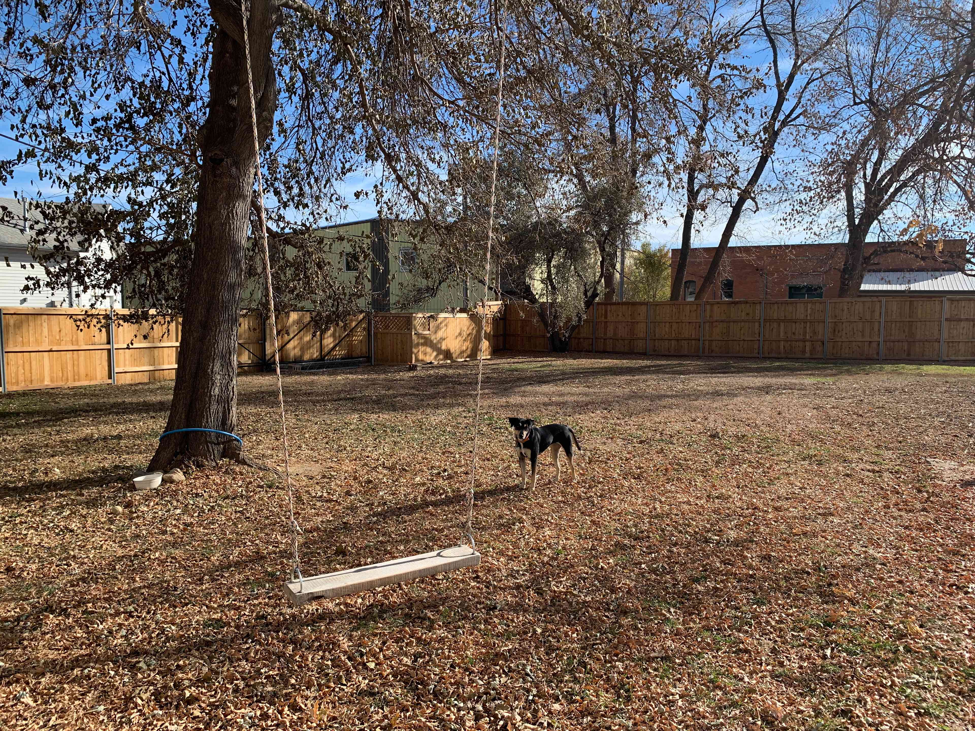a tree swing, and our dog Yoko!