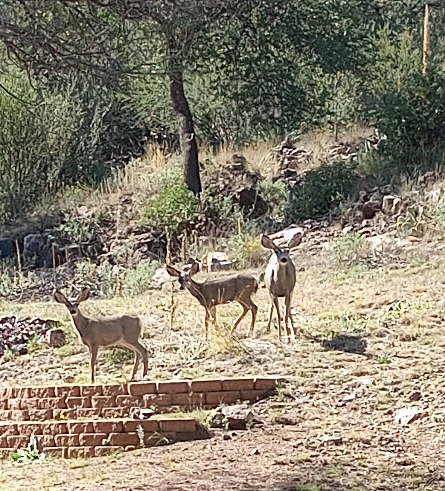 Silver City RV Site