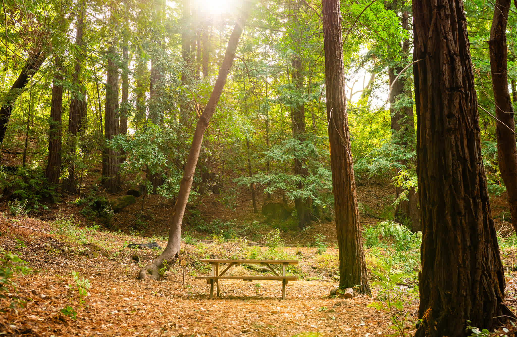 Tent site 6 w/ picnic table