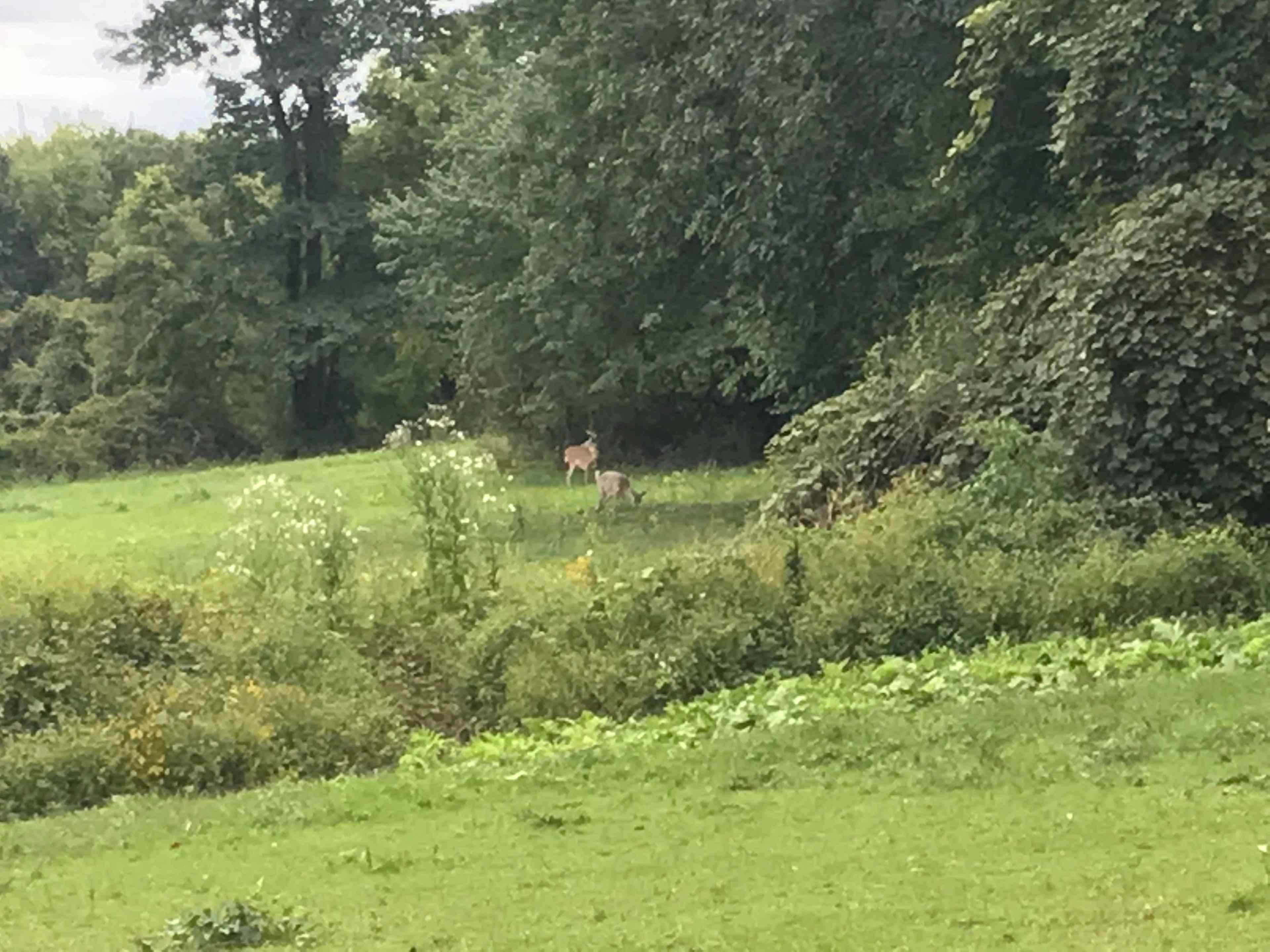 Pegasus Farms LLC