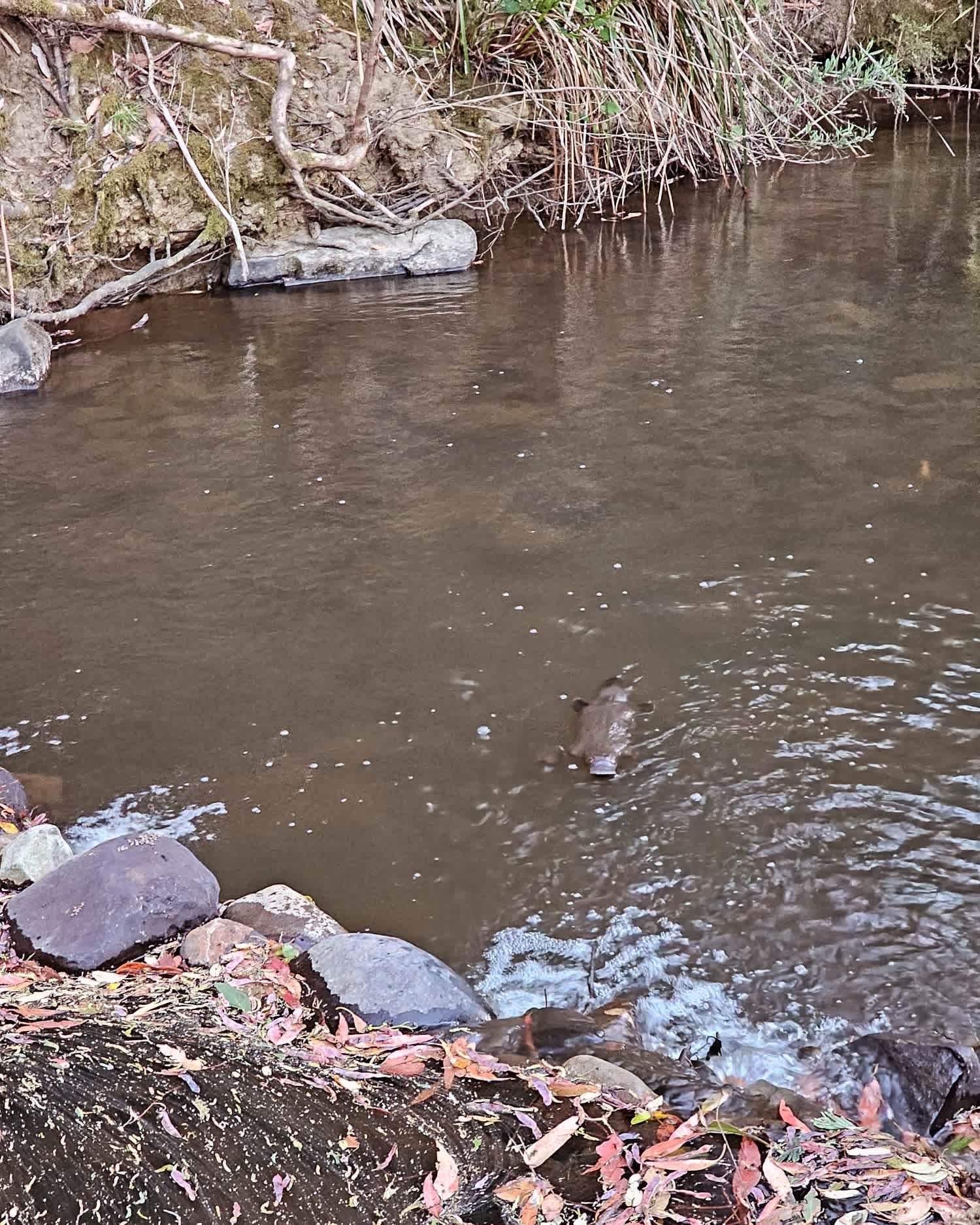 Duckbill Banks Camp & Hot Tub