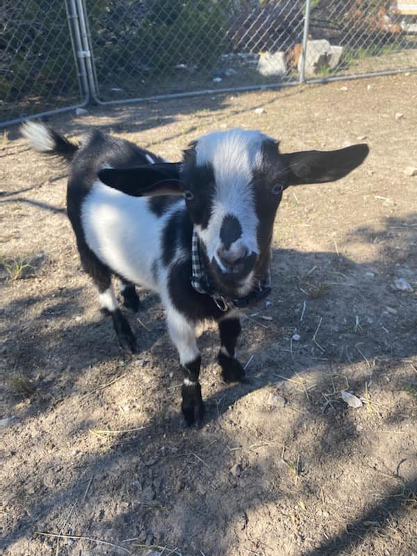 Burning Goat Ranch