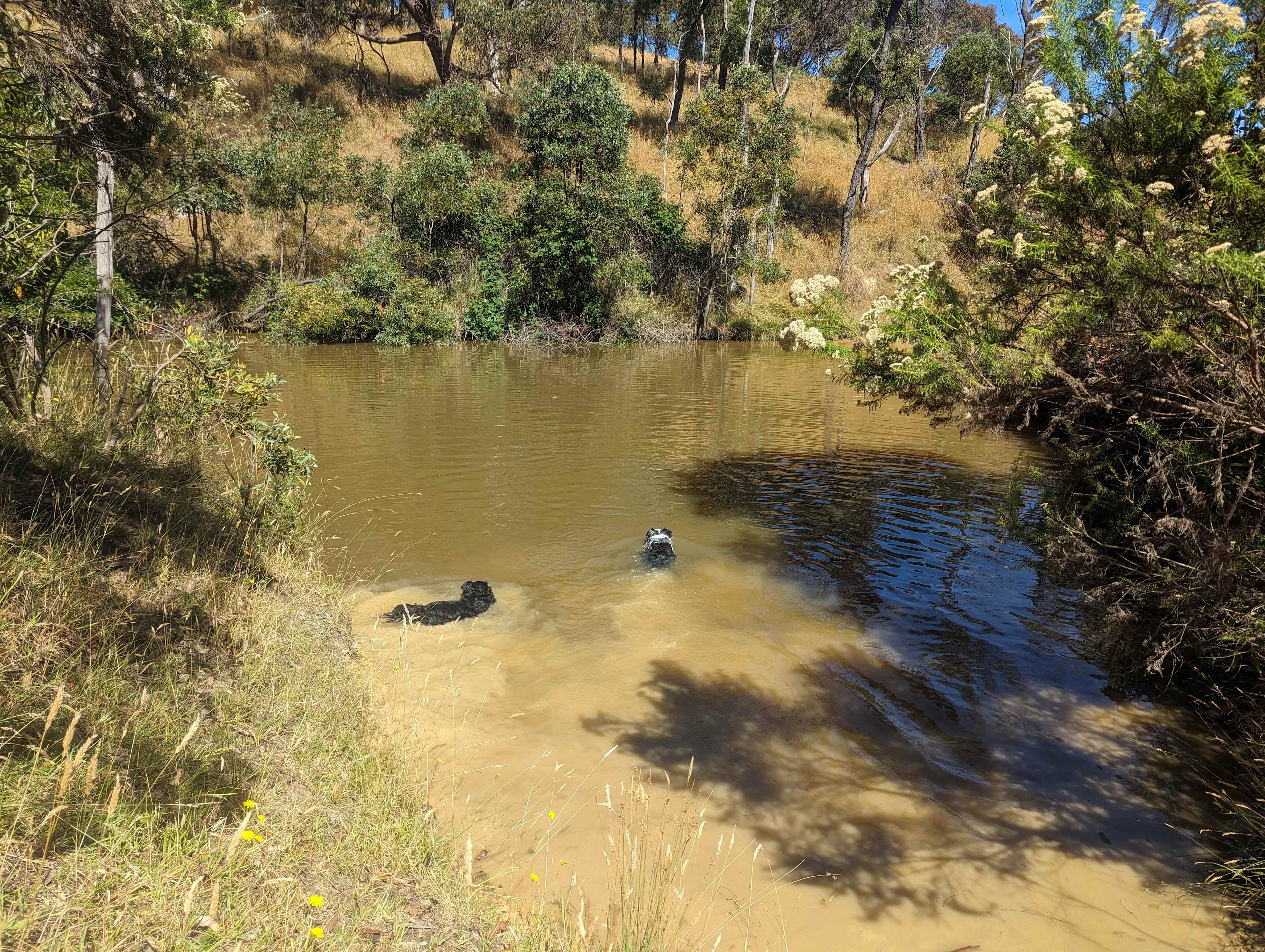 Enjoying a paddle in the dam down near Home Tree site