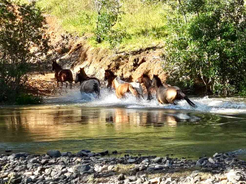 Riverside Privacy - 200 acres 4 you