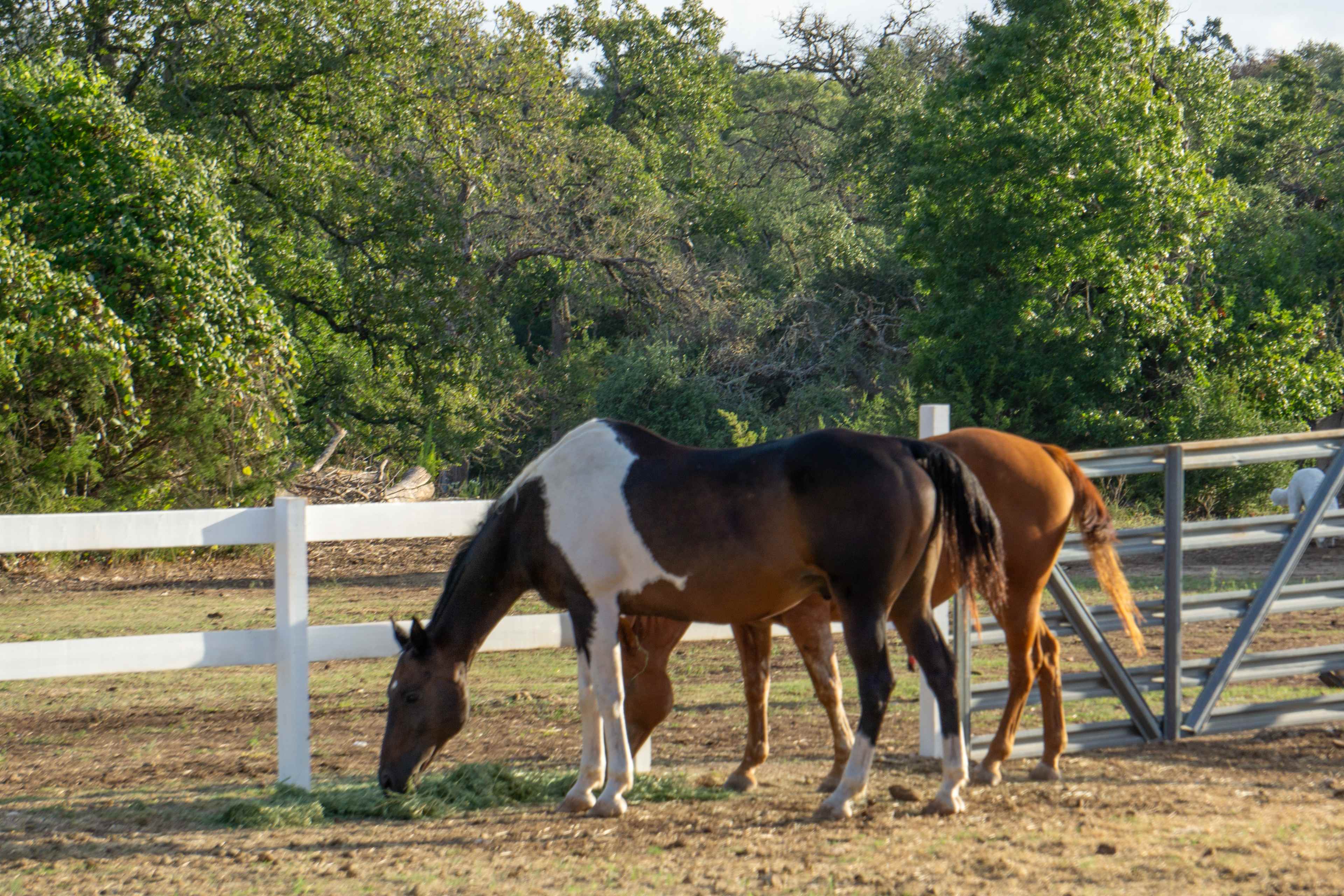 Kenshō Stables, Well-being Retreat