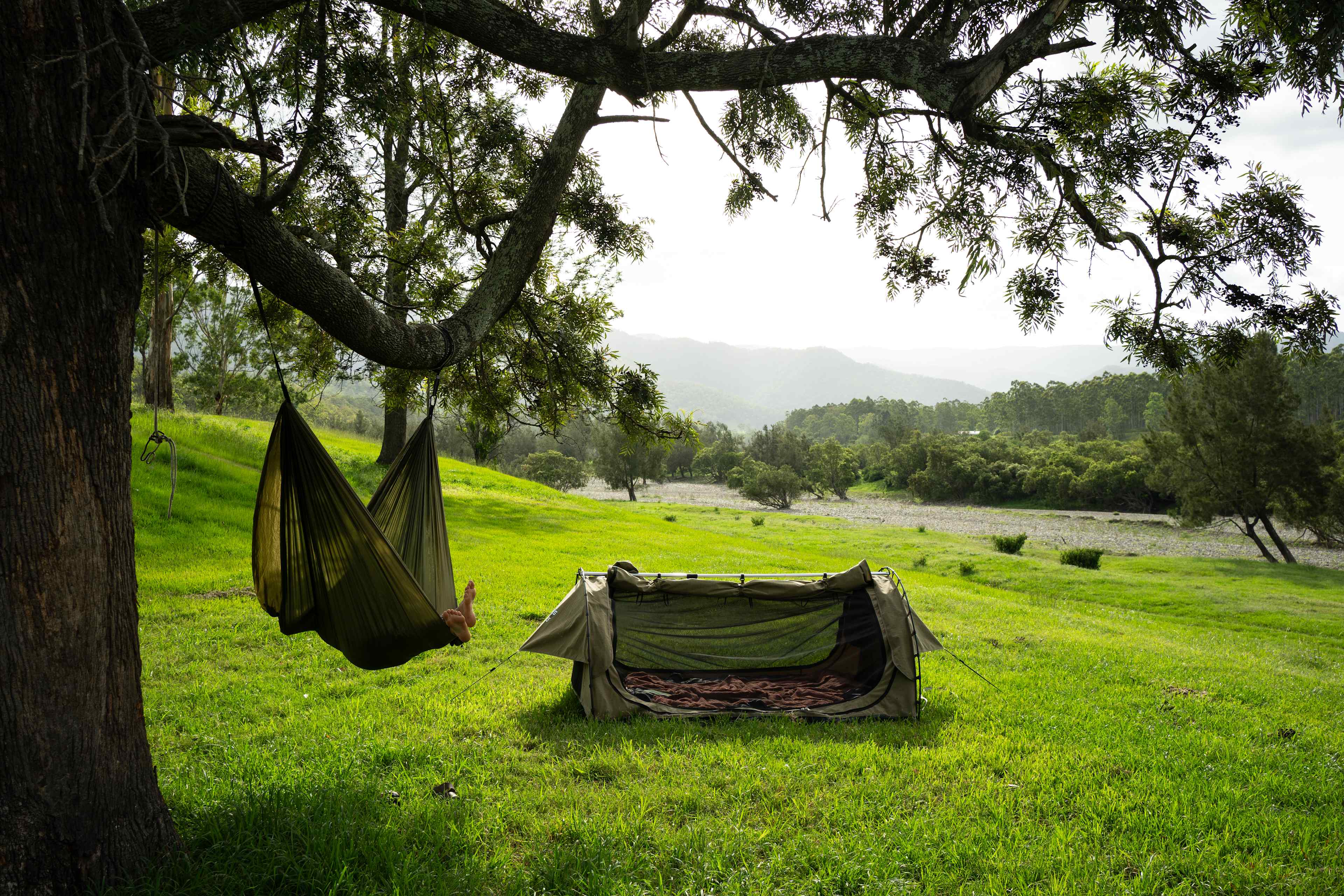 Camp under the silky oak tree, perfect to sling a hammock and read.