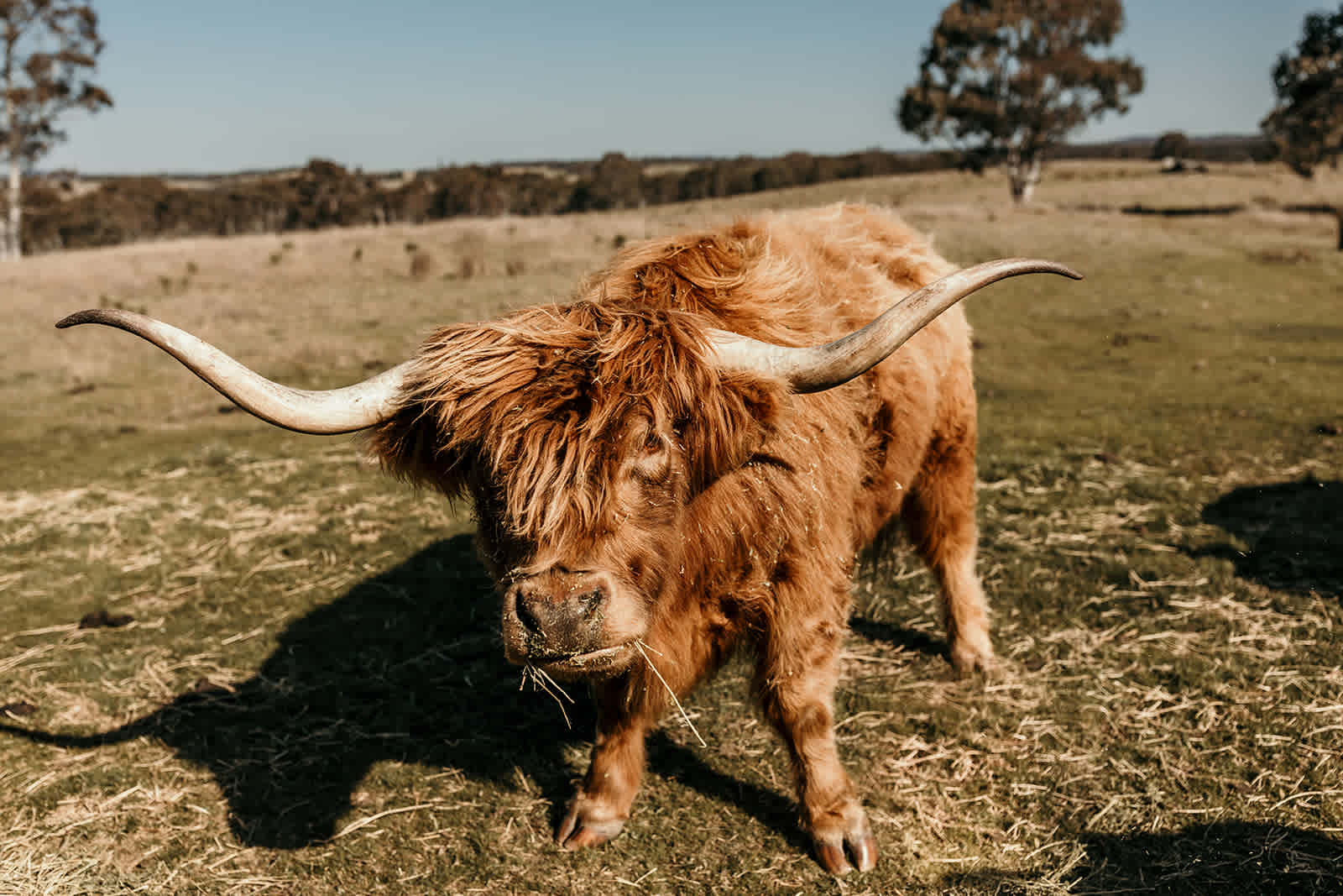 Alfie, our highlander