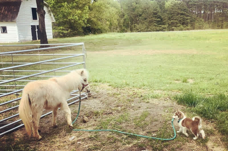 The Pint Sized Pasture
