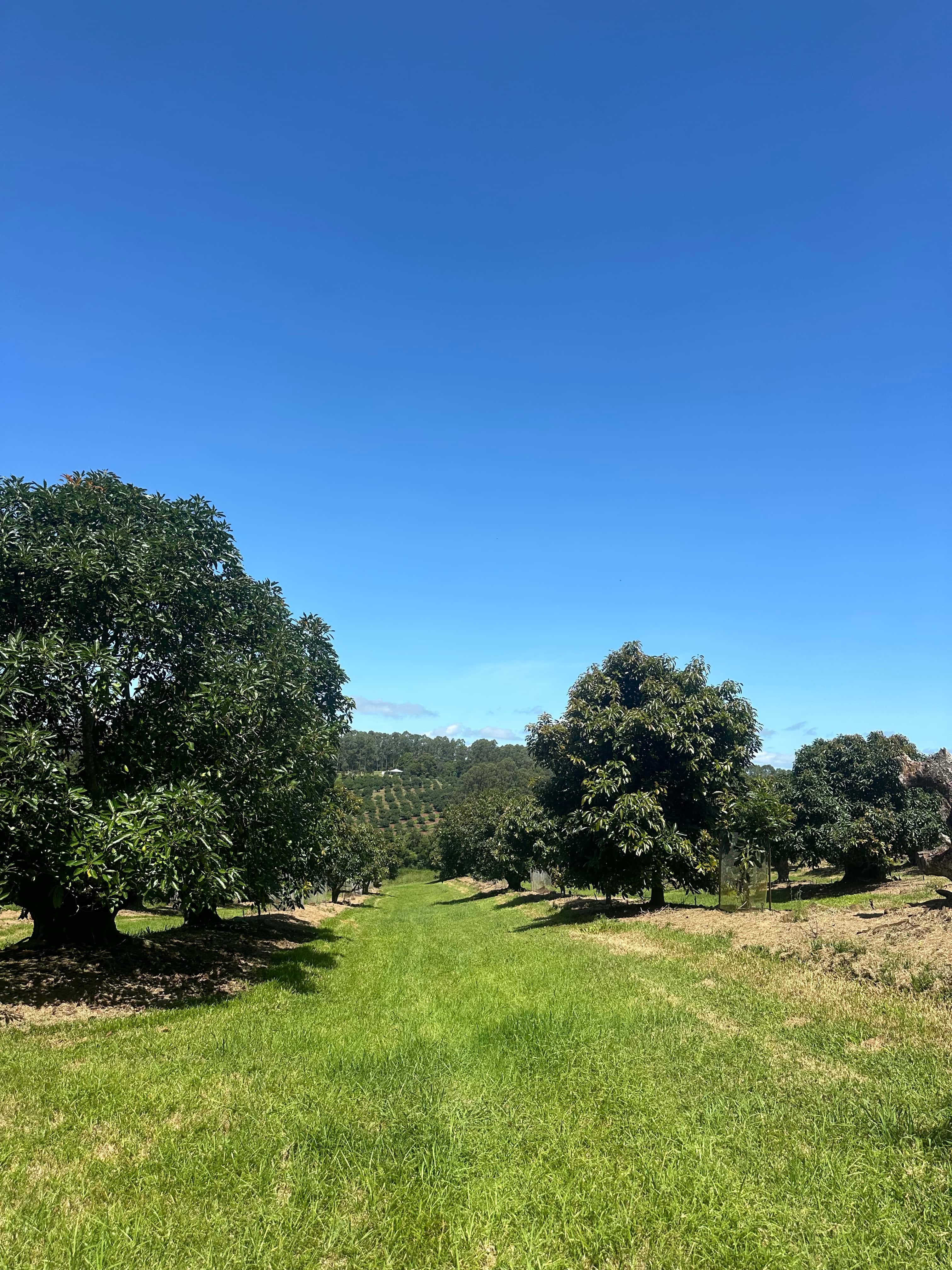 Tremayne - The Old Avocado Farm