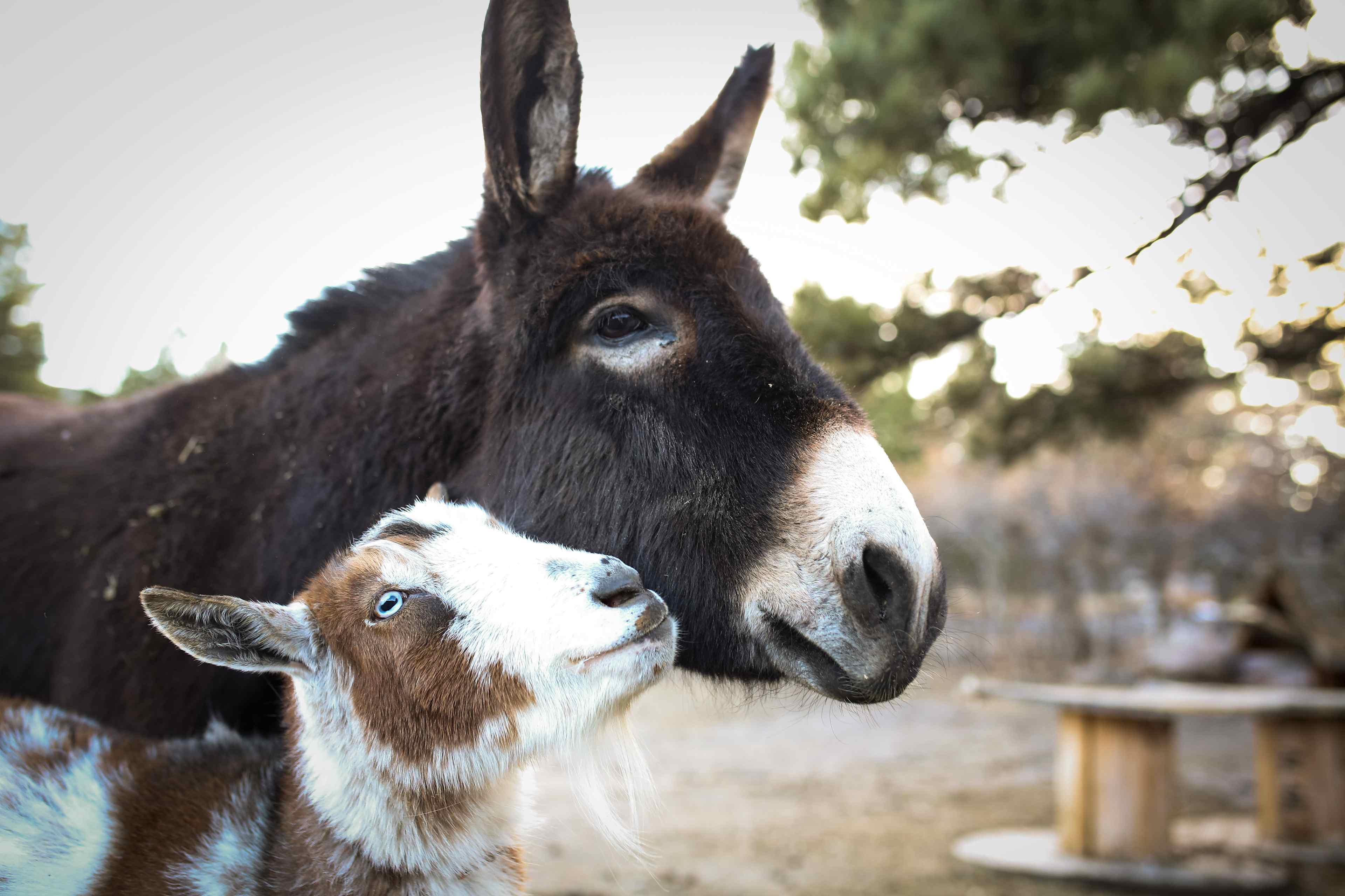 Standiford Goat and Equine Ranch