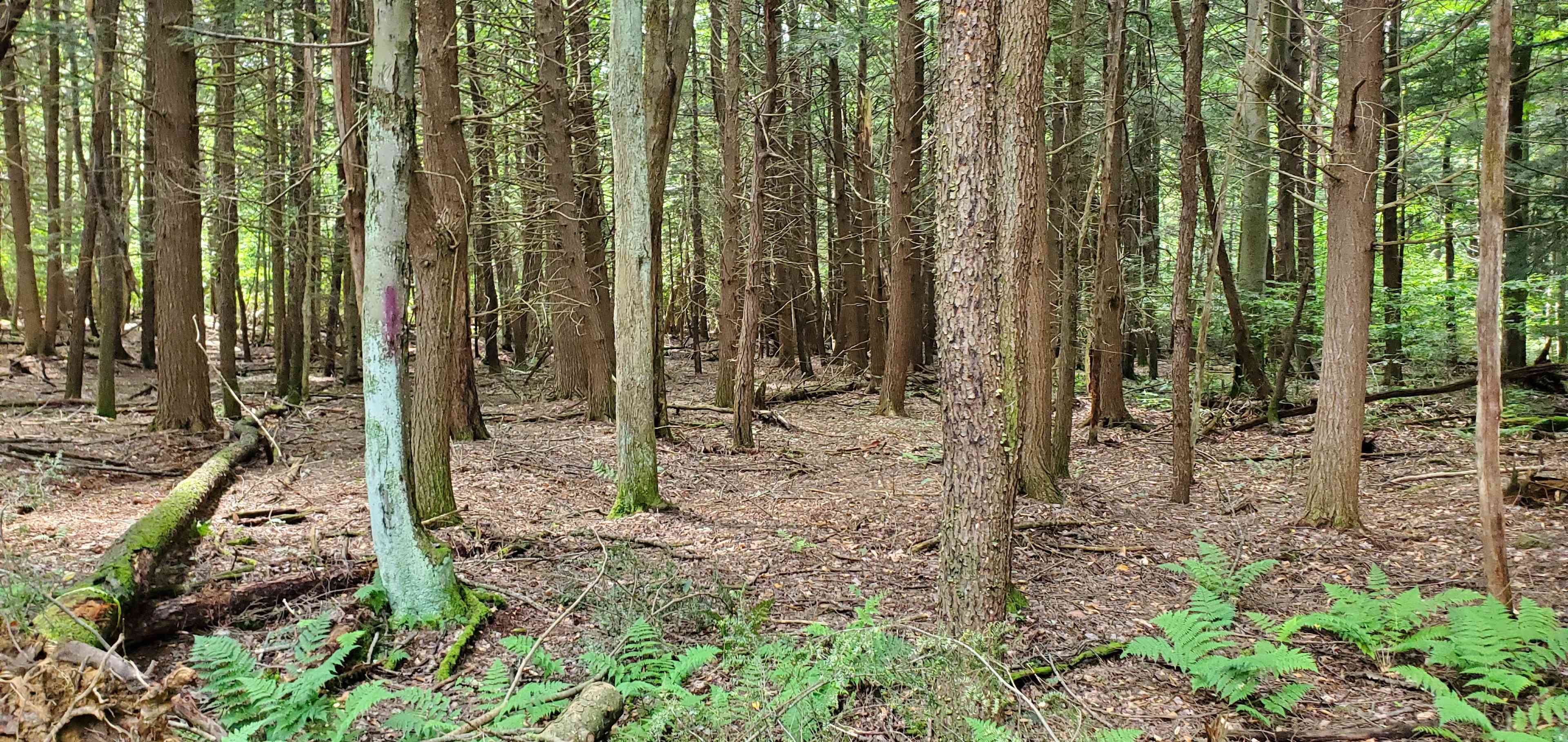 Gordon Glen Woods
