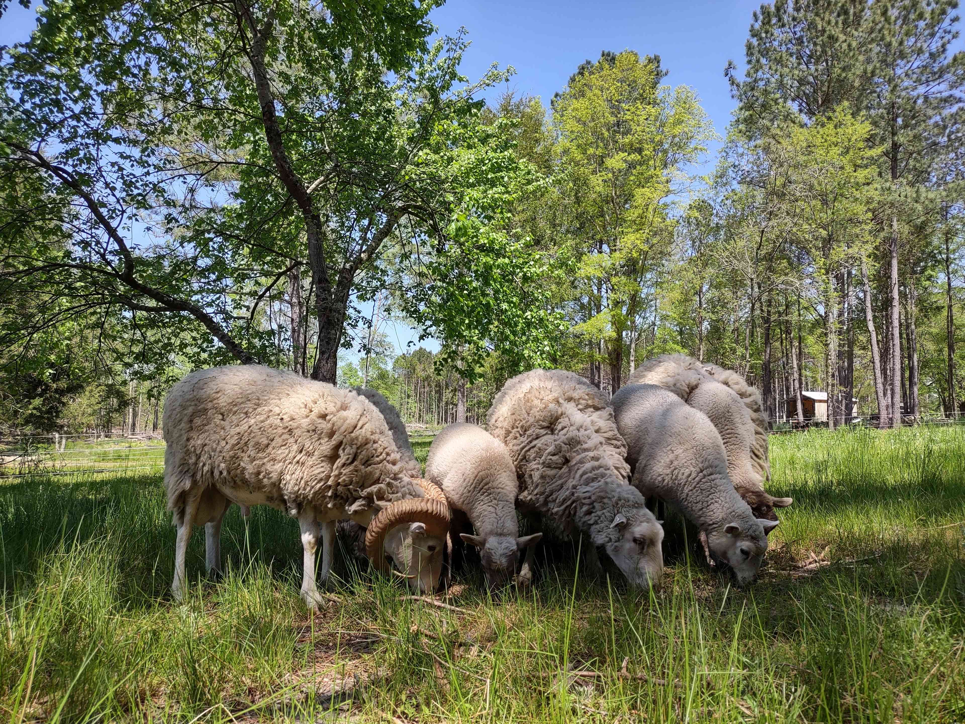 Farm Stay at Saxapahaw Country Club