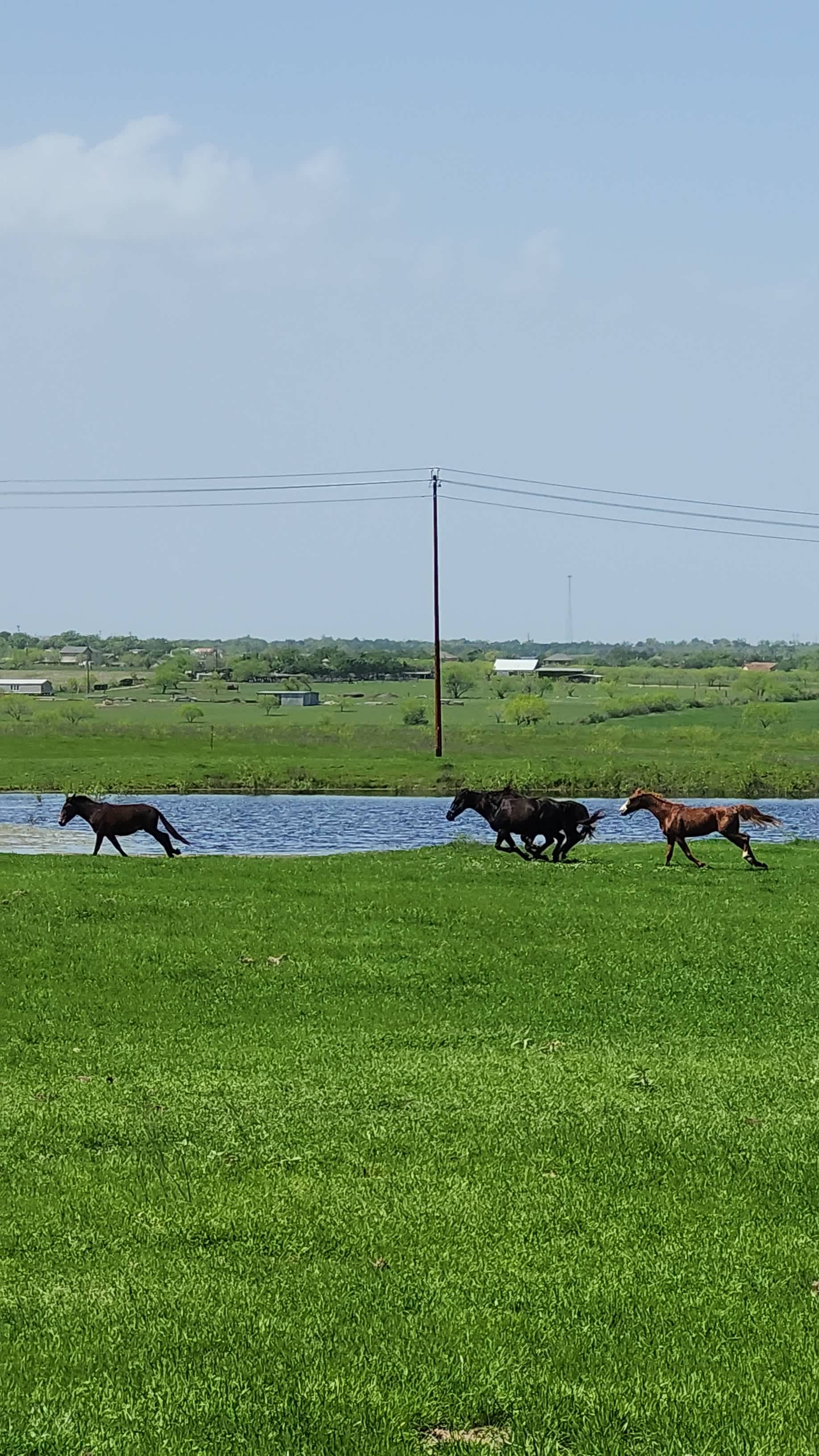 Morrison Farm and Stables