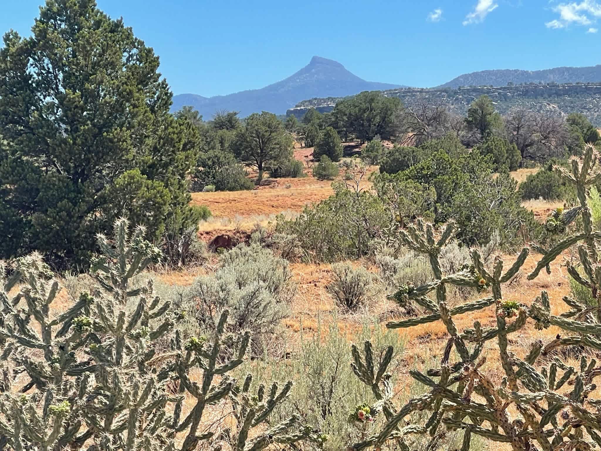 RoadRunner Coyoté Retreat
