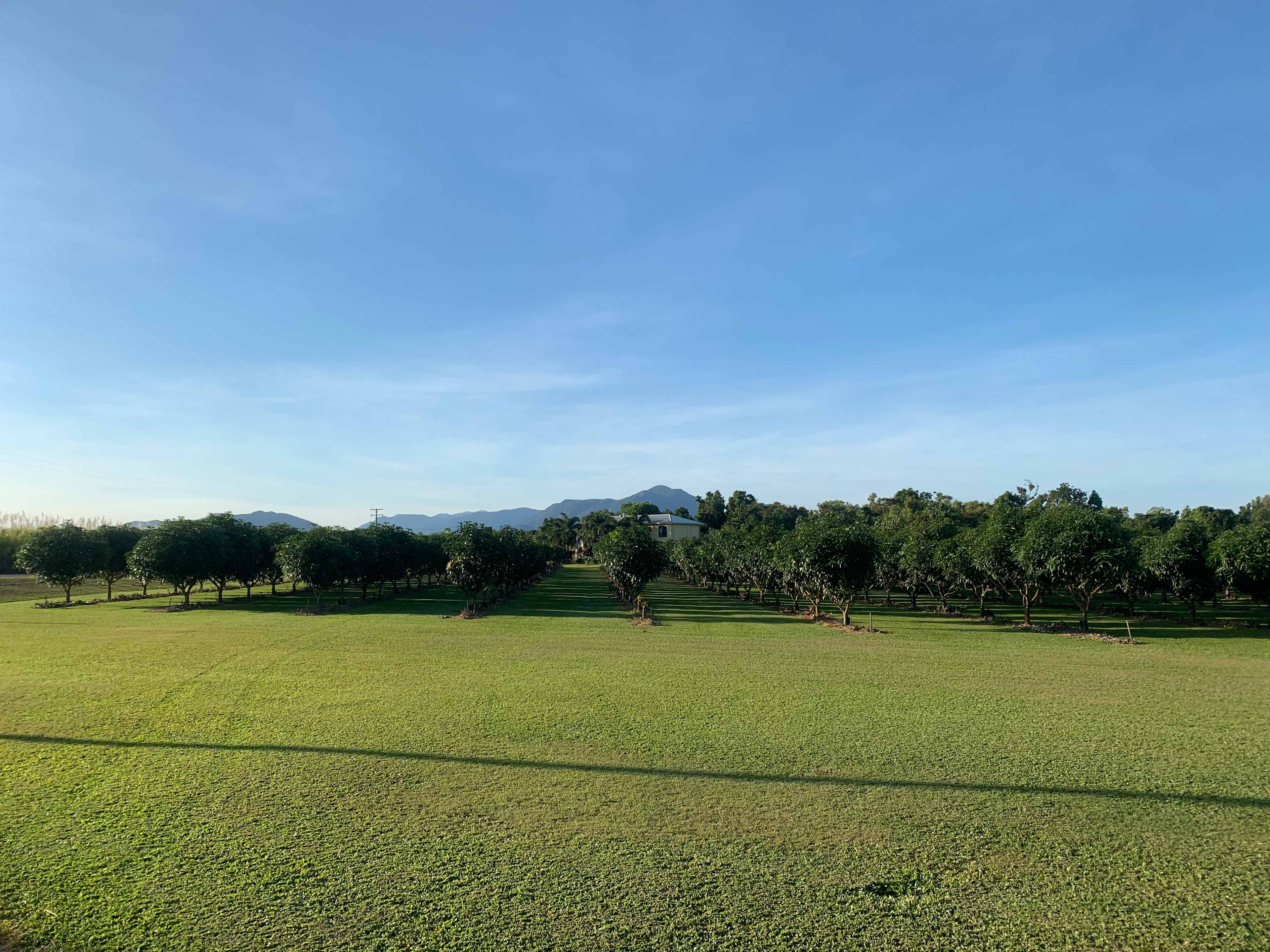 Hinchinbrook View