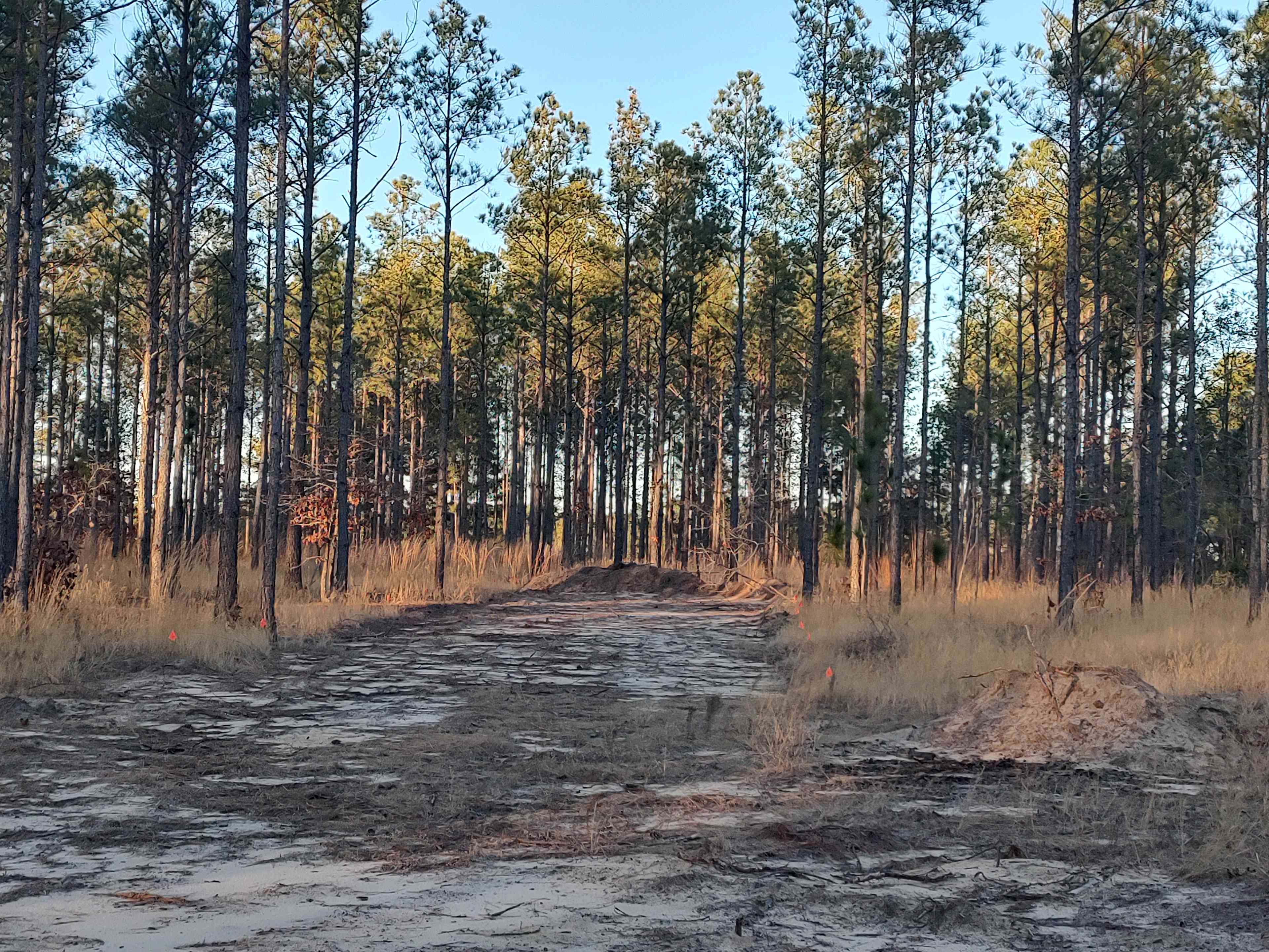 Broken Tree Ranch