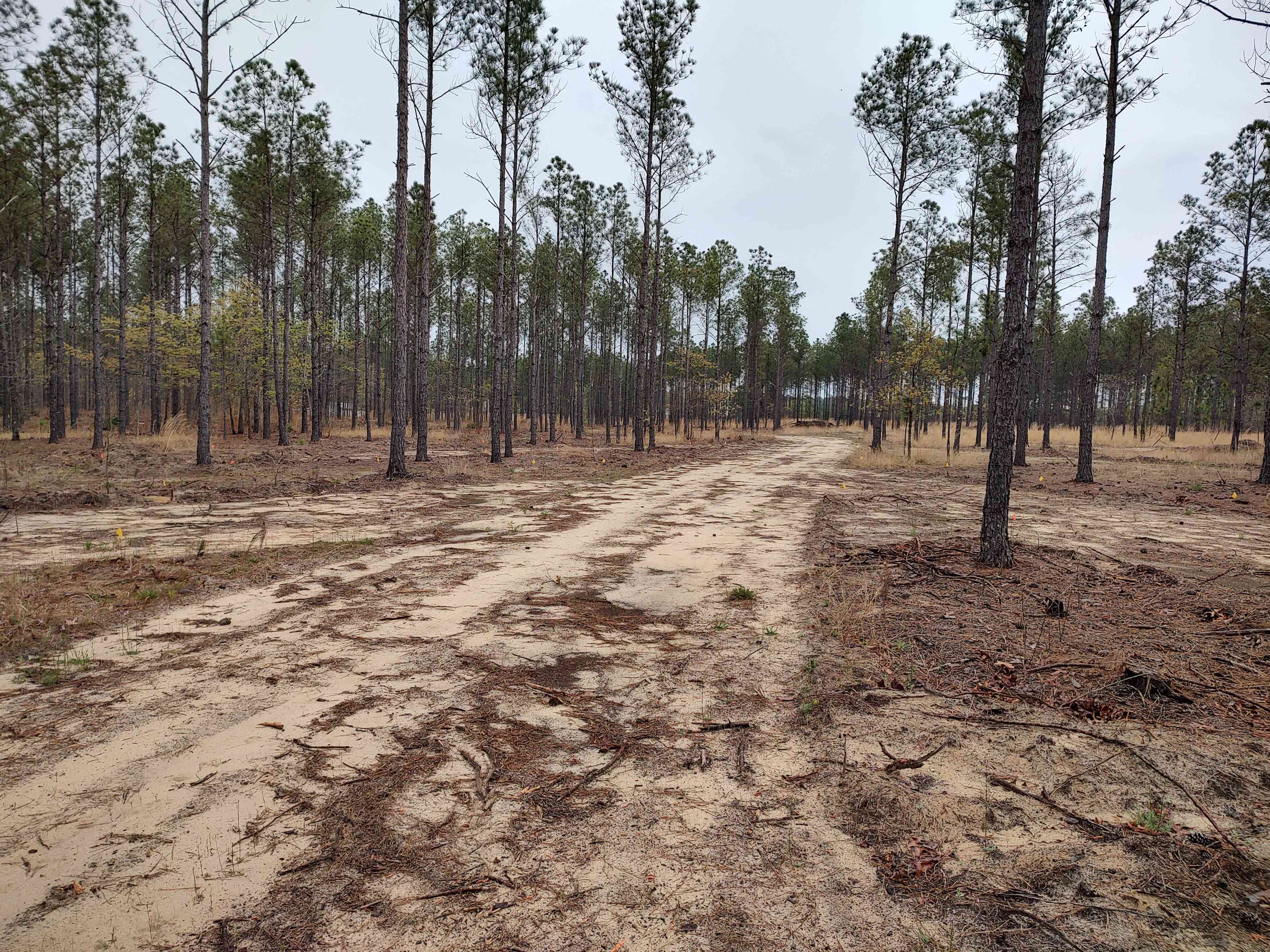 Broken Tree Ranch