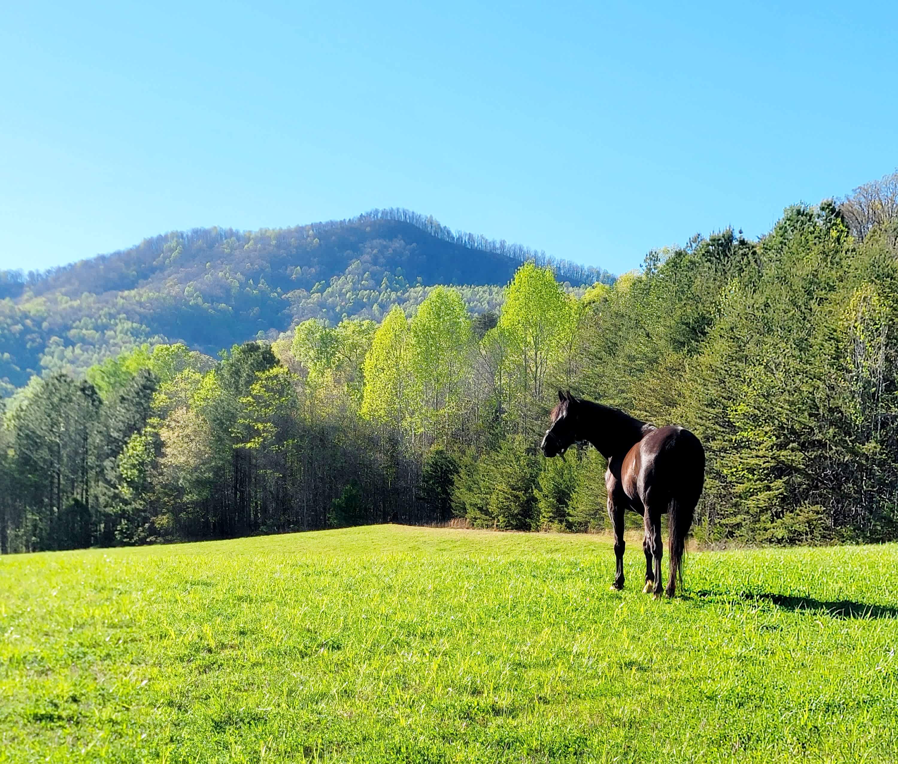 Fox Mountain Meadows Tryon, NC