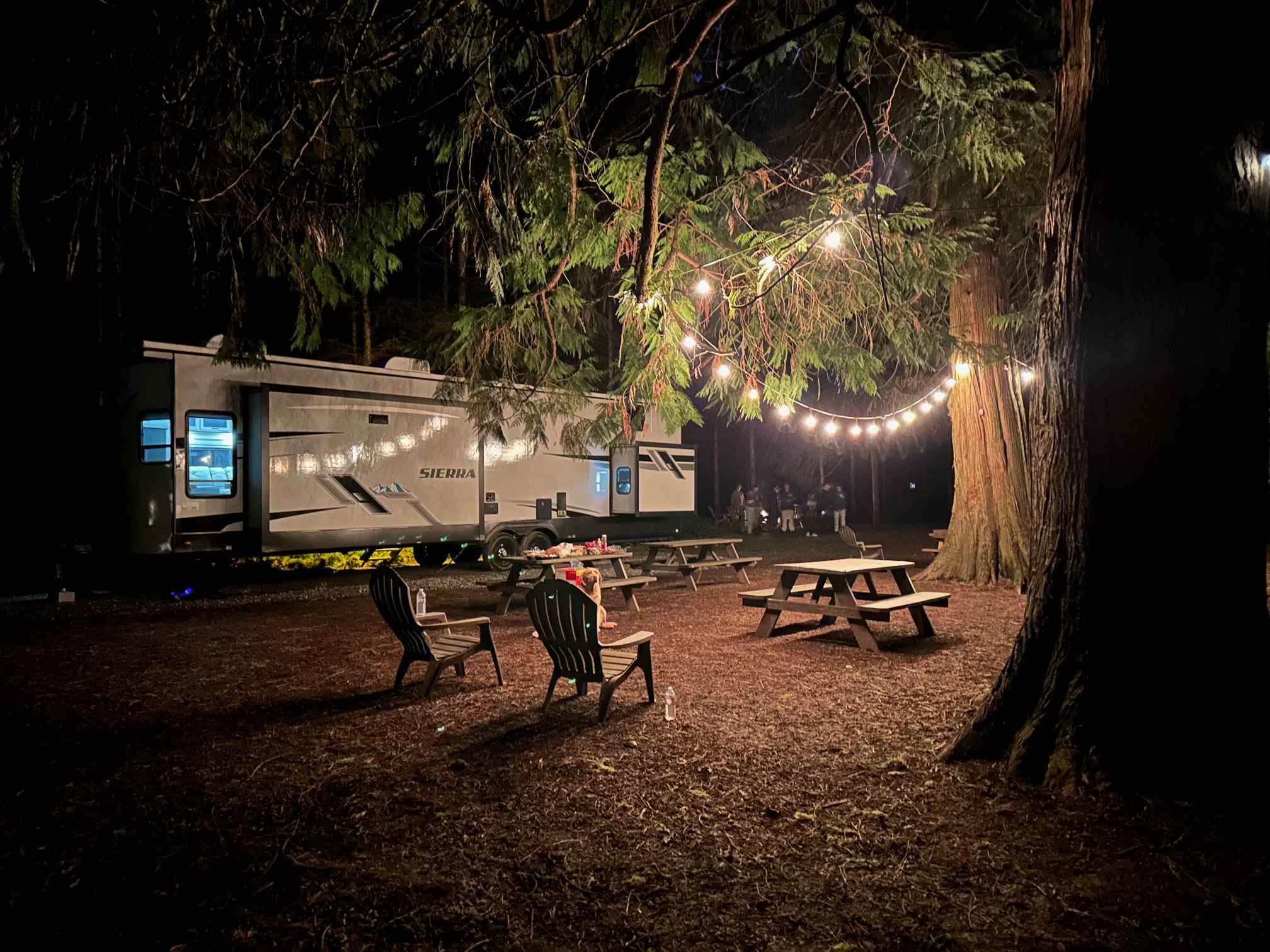 Aerial lights among the large cedars