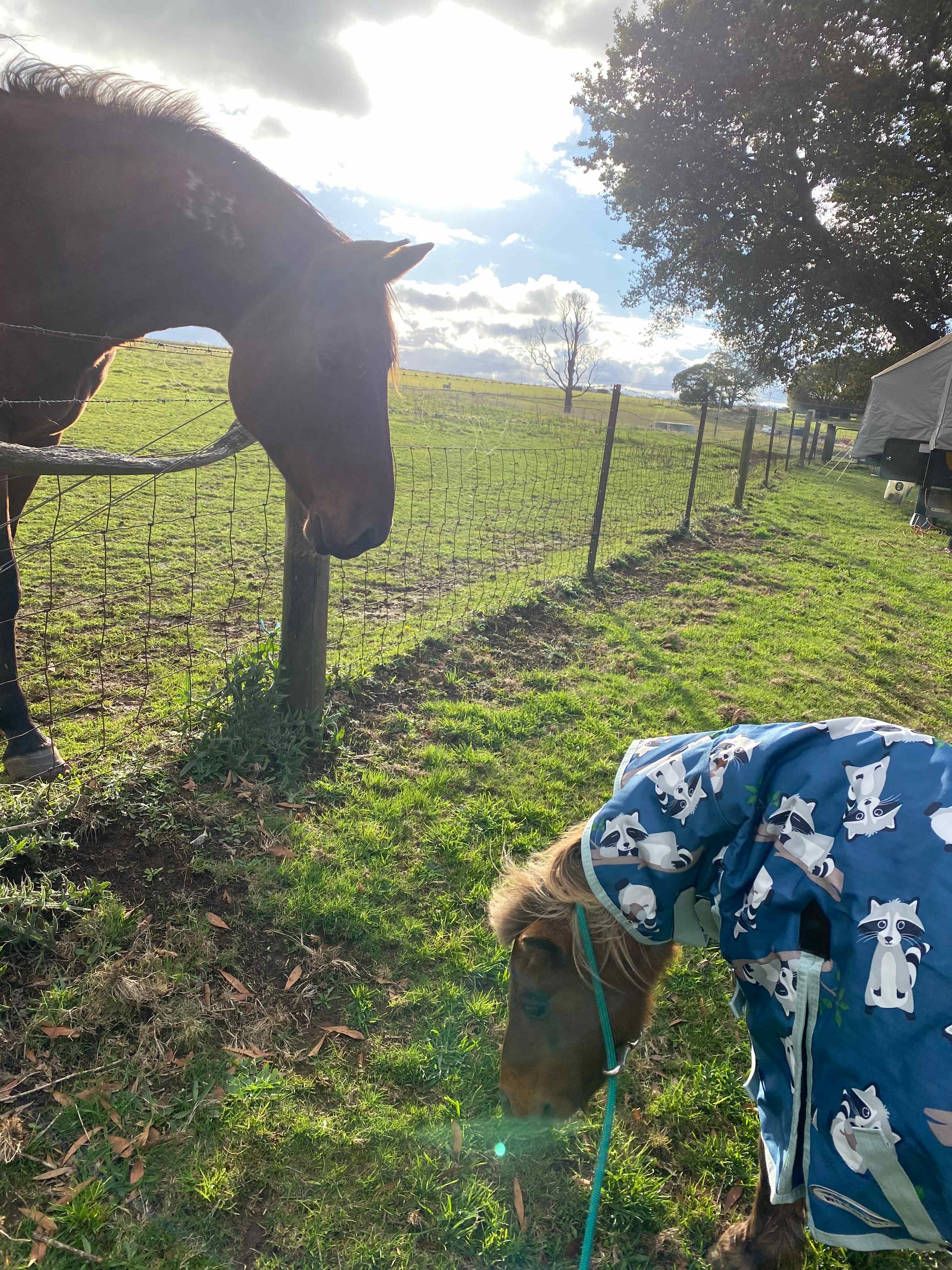 Triple R’s Rescue Farm