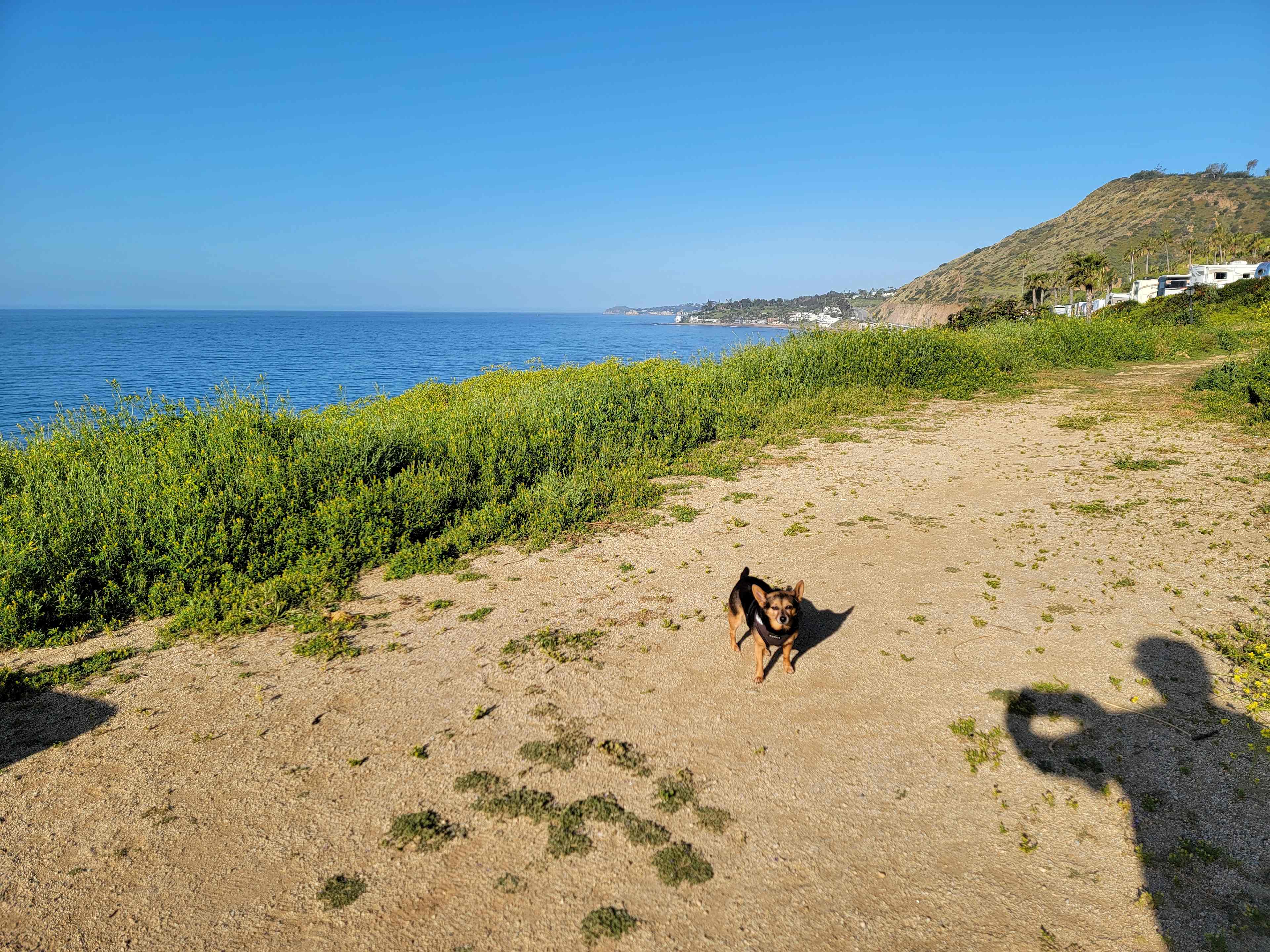 The best dog-friendly campgrounds in Southern California