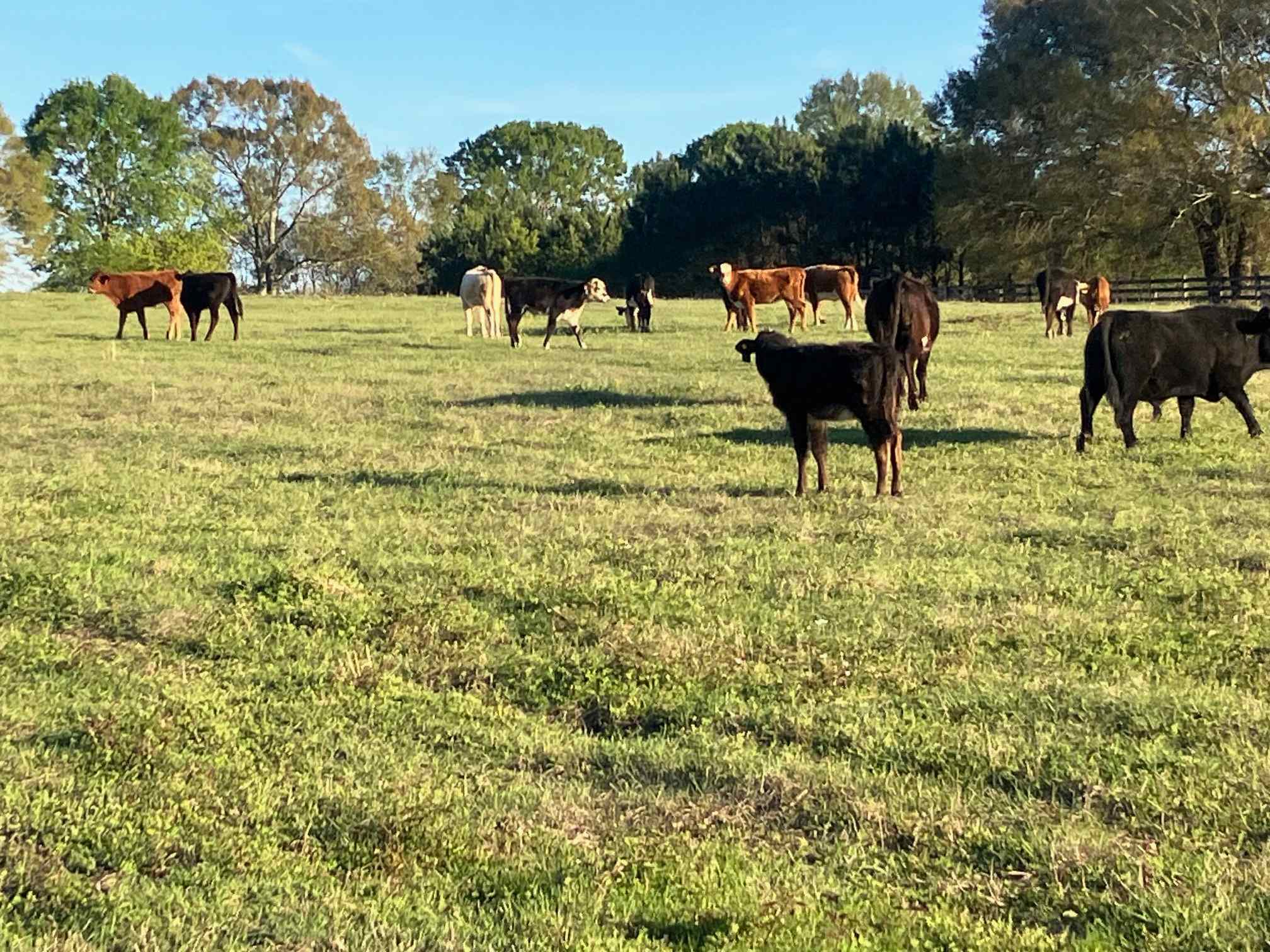 Cooley Cattle Farm