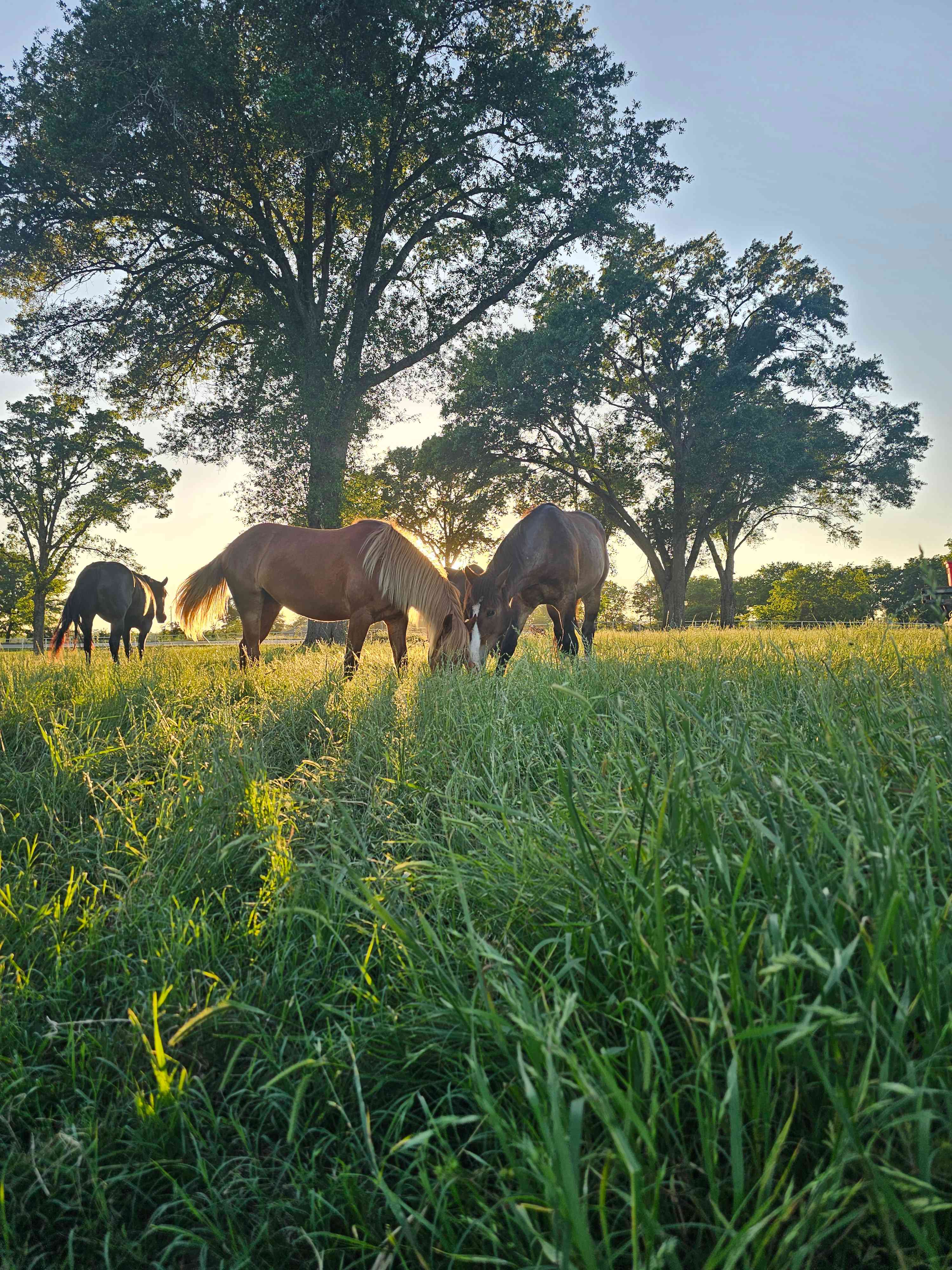 Triple C Ranch