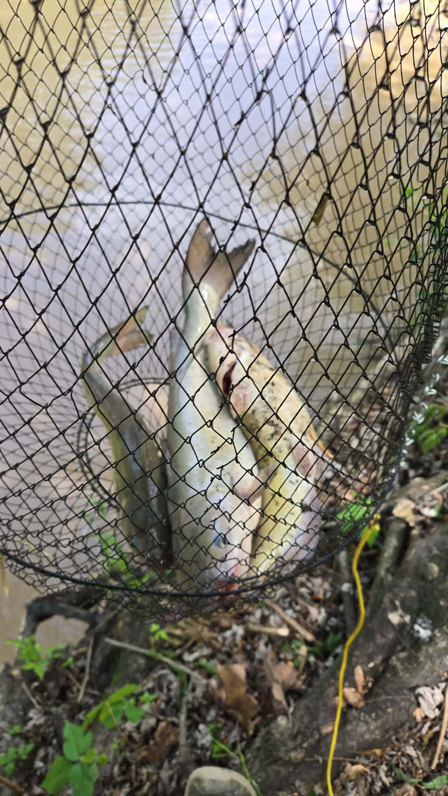 Mcgee Creek Camp