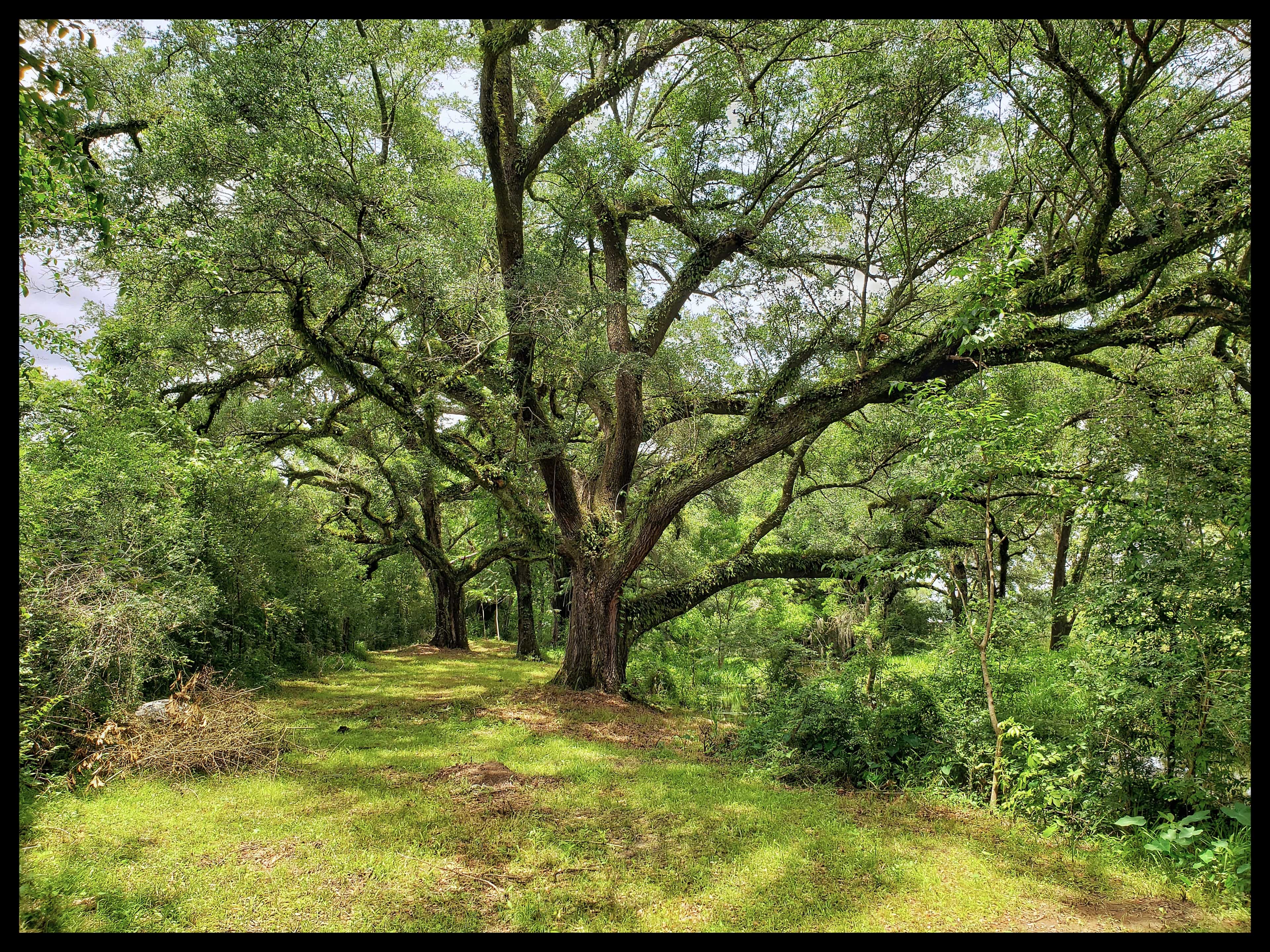 Opal Springs Nature Haven