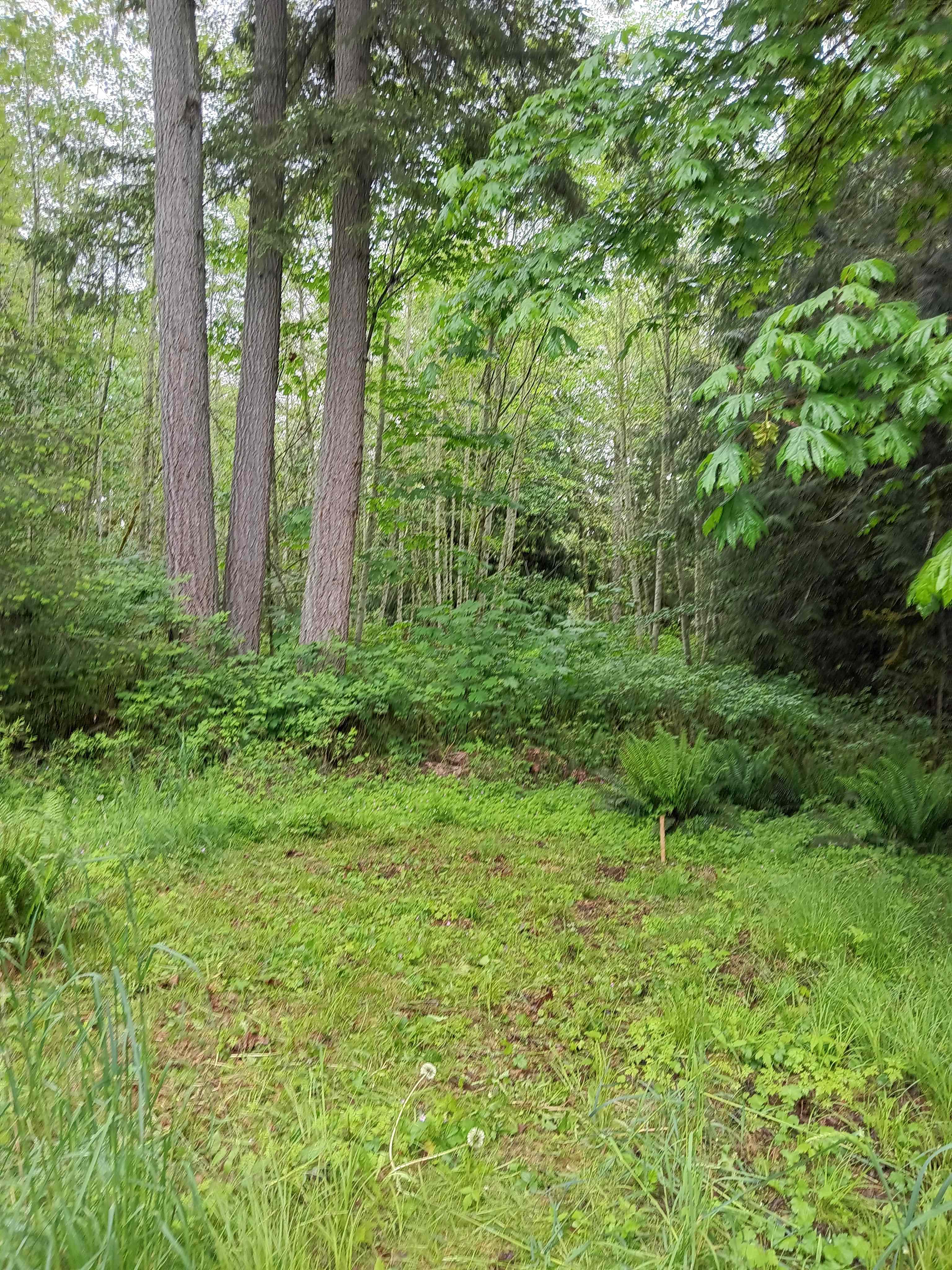 Satori Camp