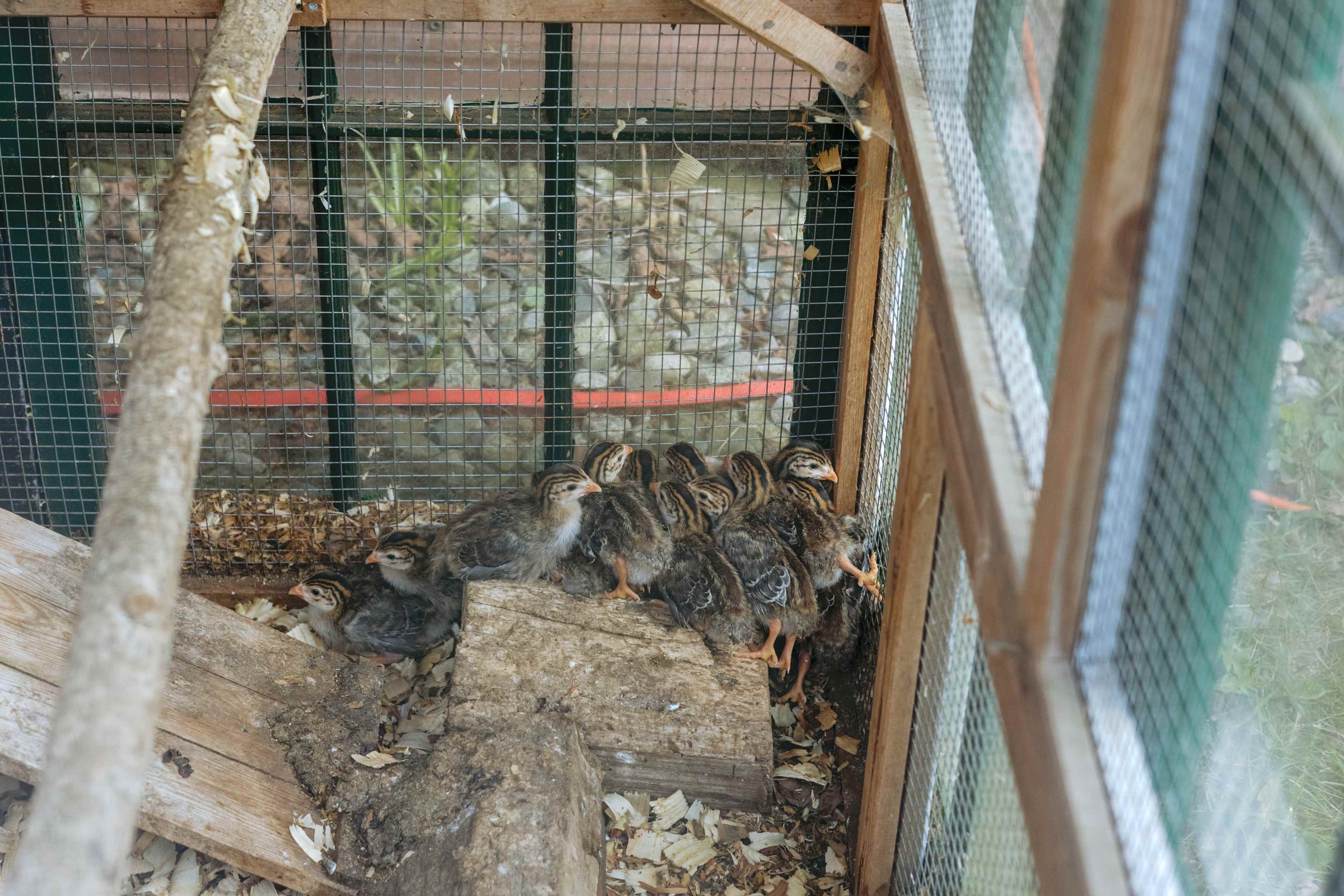Janet and her husband recently got Guinea Hens which were so cute! 