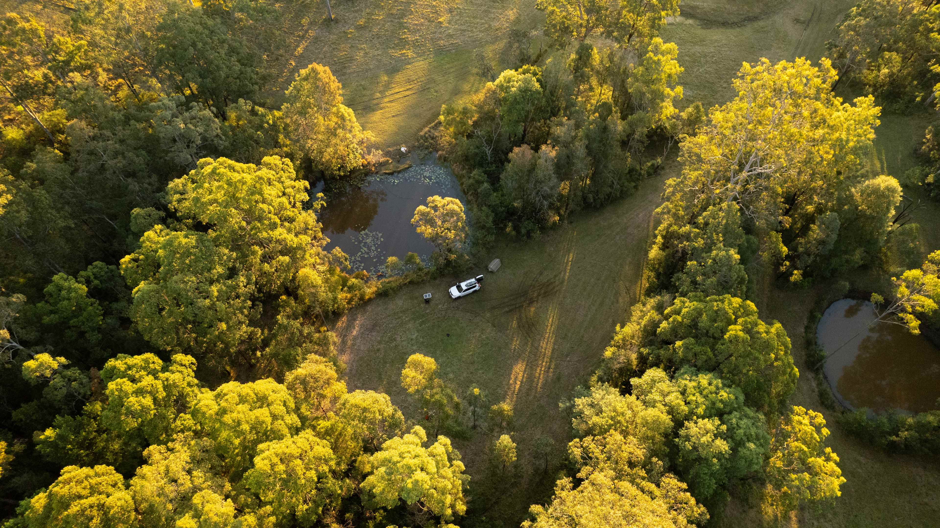 Evening light through the trees