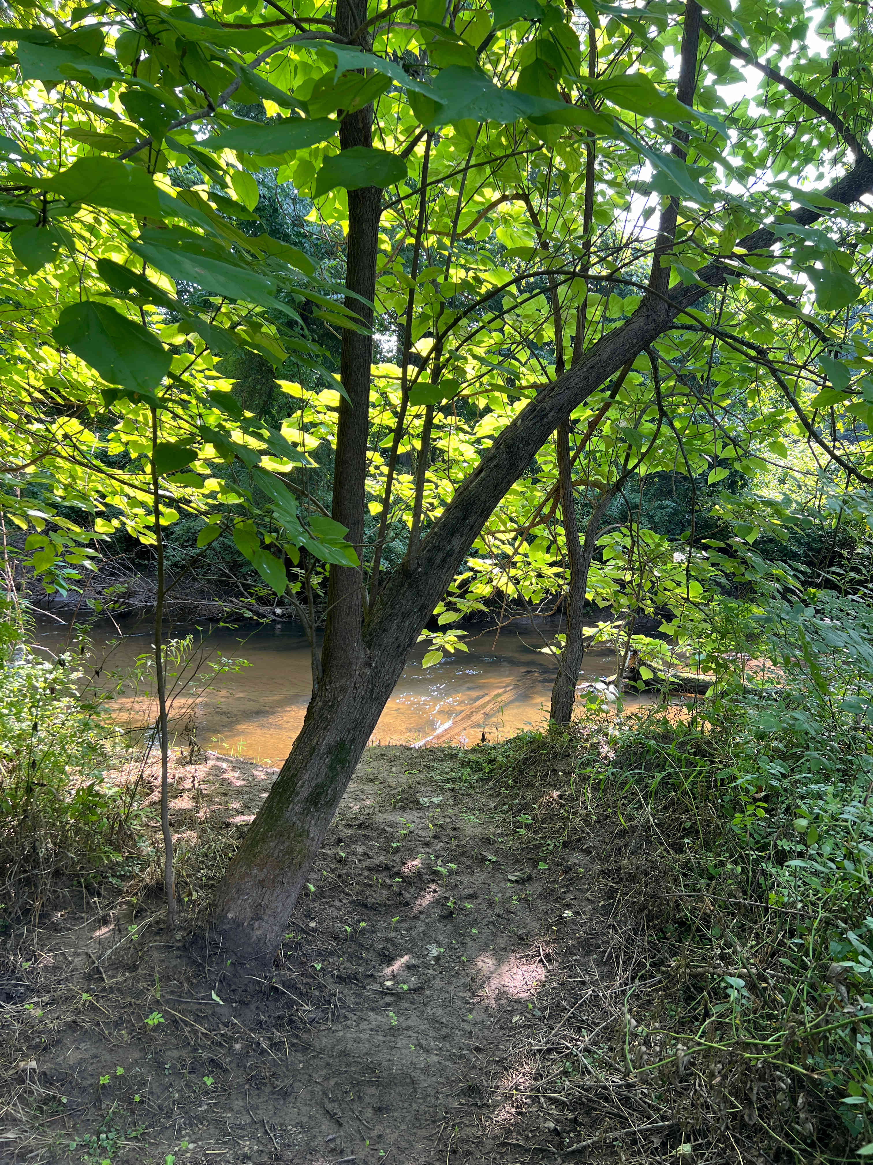 “Island in the Woods” Retreat