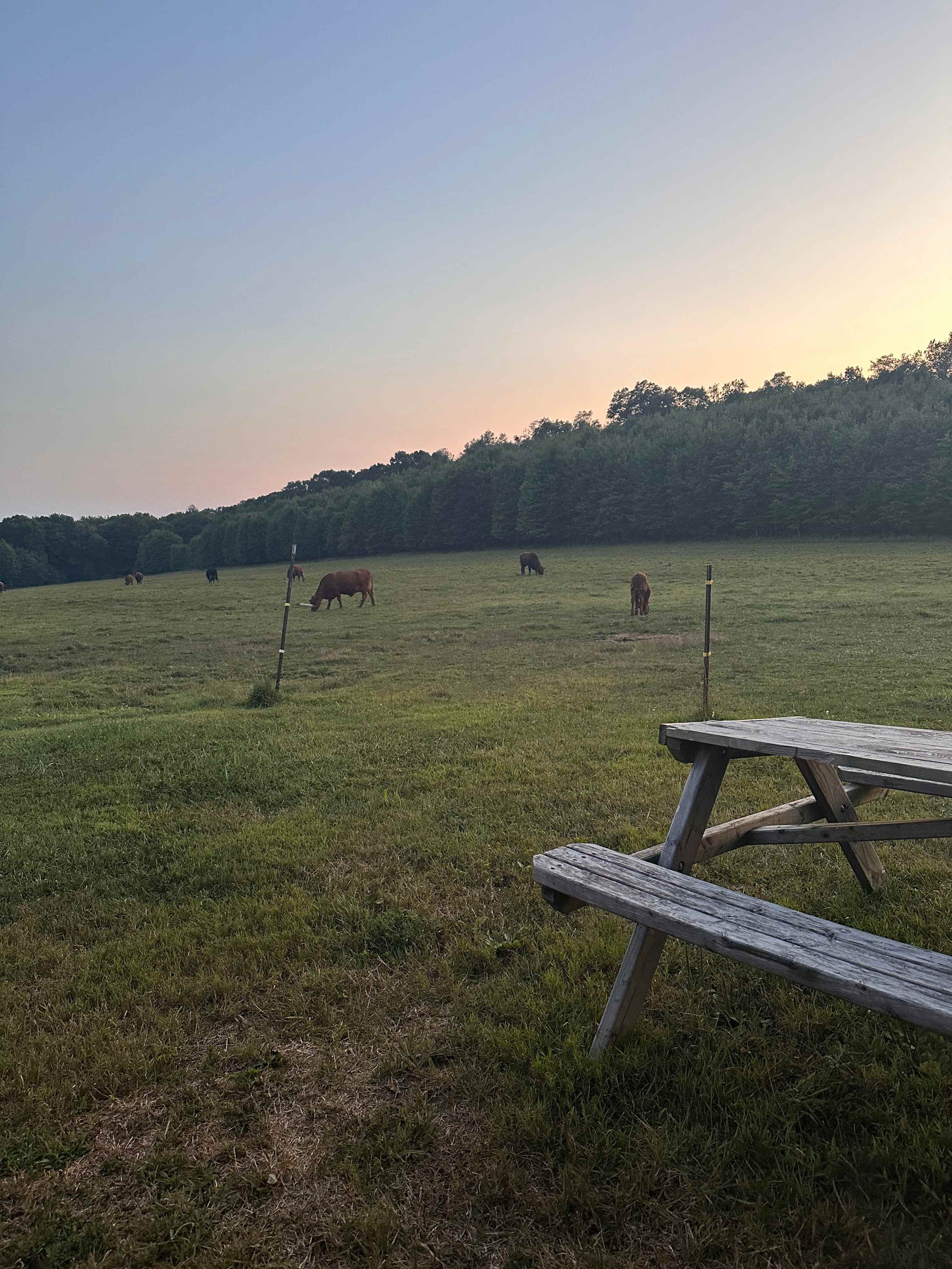 Hog Wild Farm