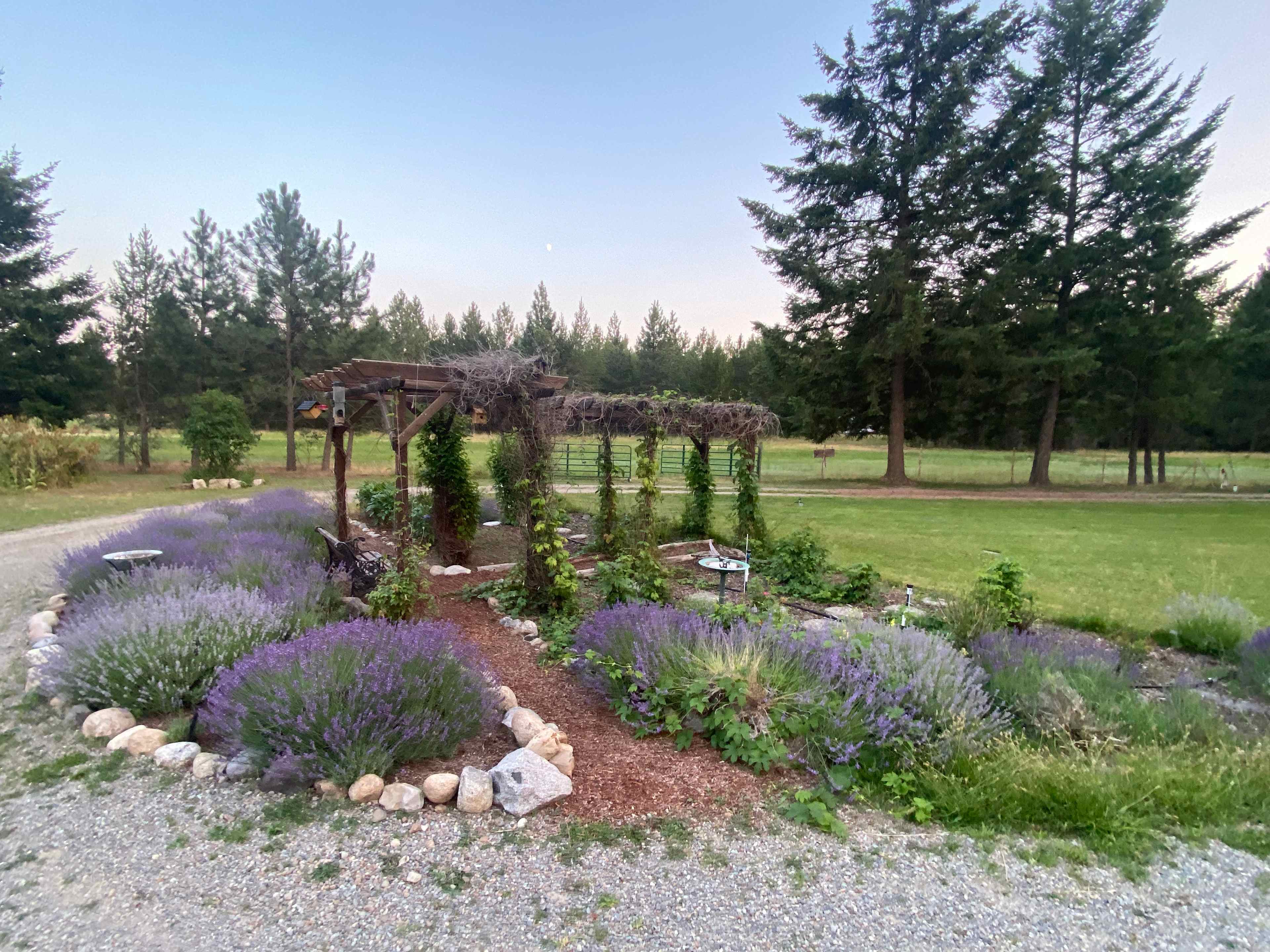 Peaceful Pinecone Grove