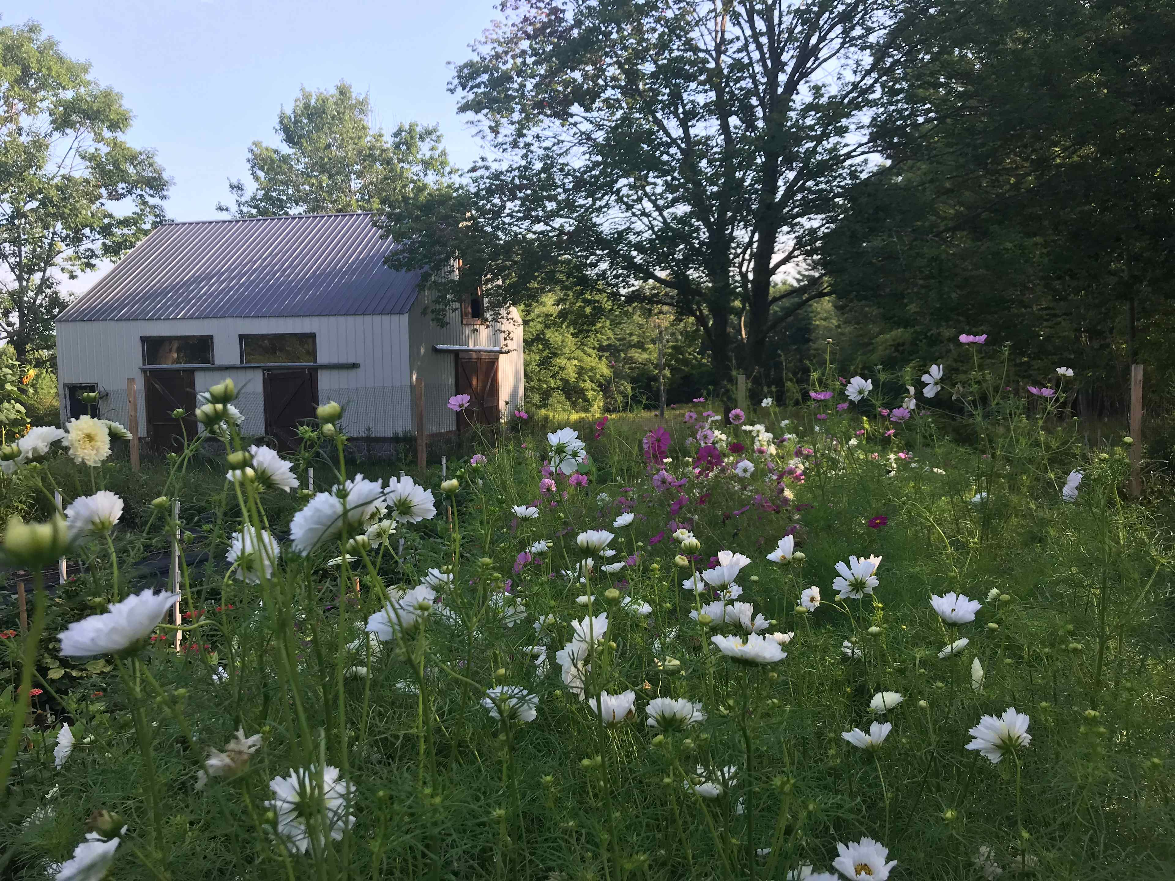 Camp at Appleseed Flower Farm