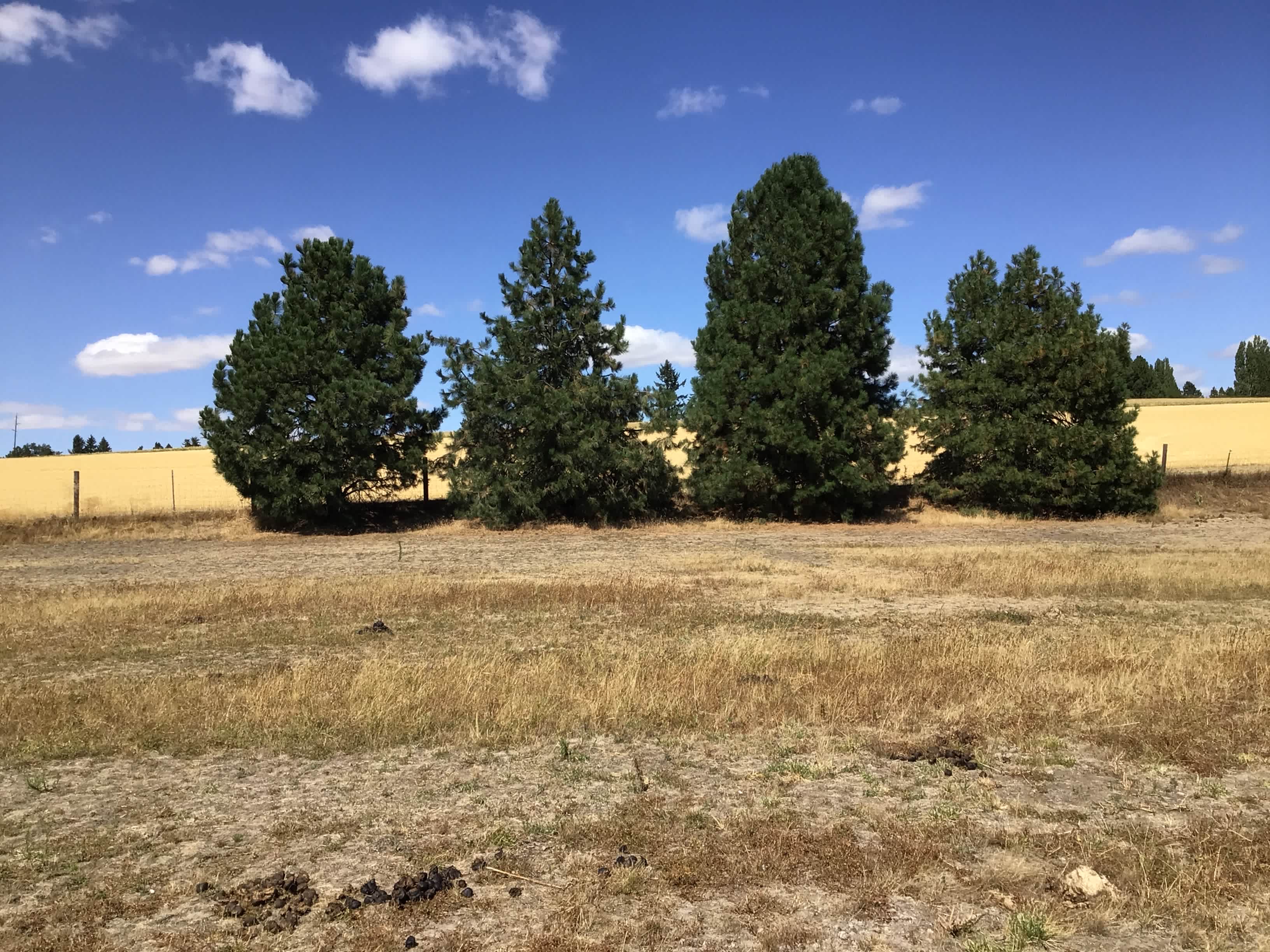 Triple Tree Ranch