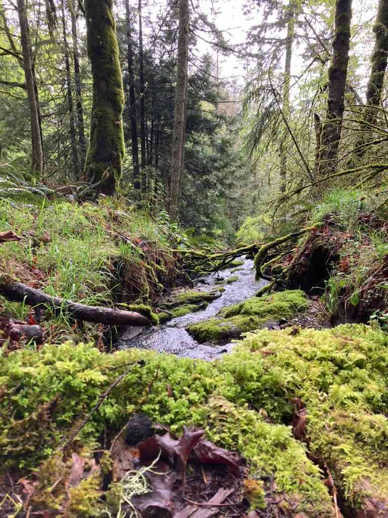 Living Waters Woodland Farm