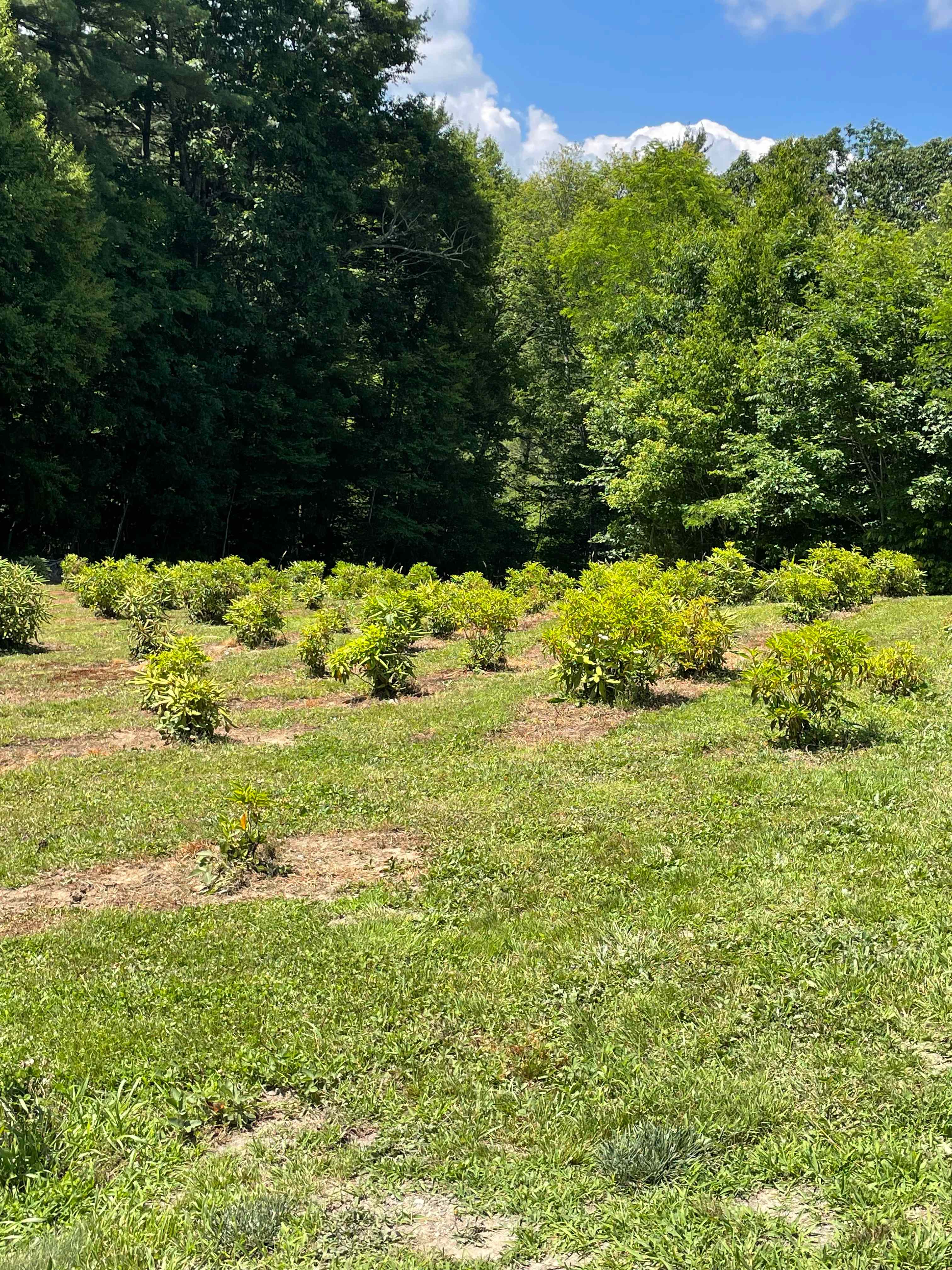 Teague Mountain Farm