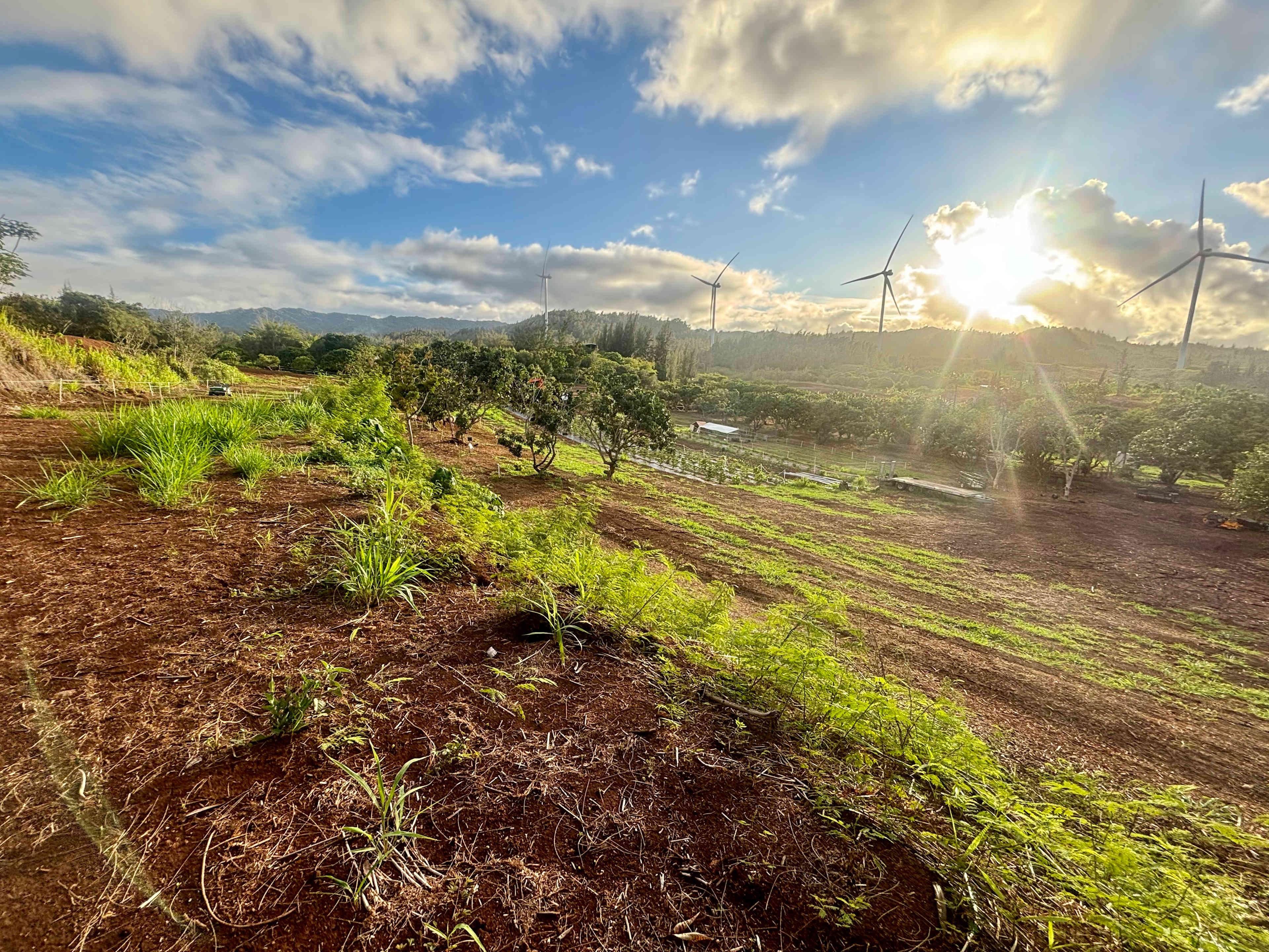 Charming Kahuku camp