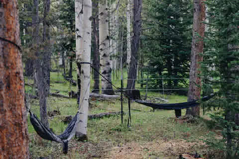 Aspen Forest in Evergreen Colorado
