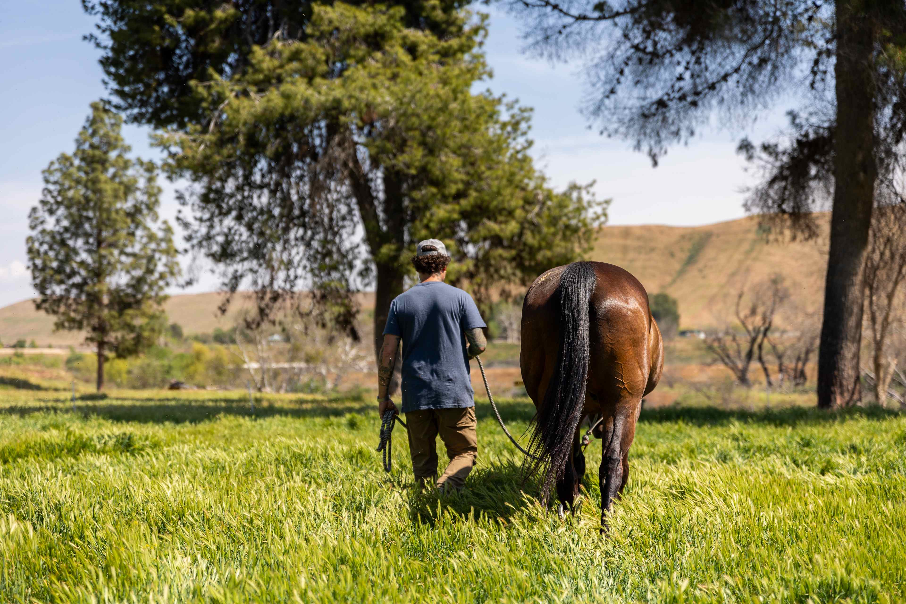 Caretakers always on site at Okihi. Here a caretaker is leading one of the horses out to pasture in spring. 